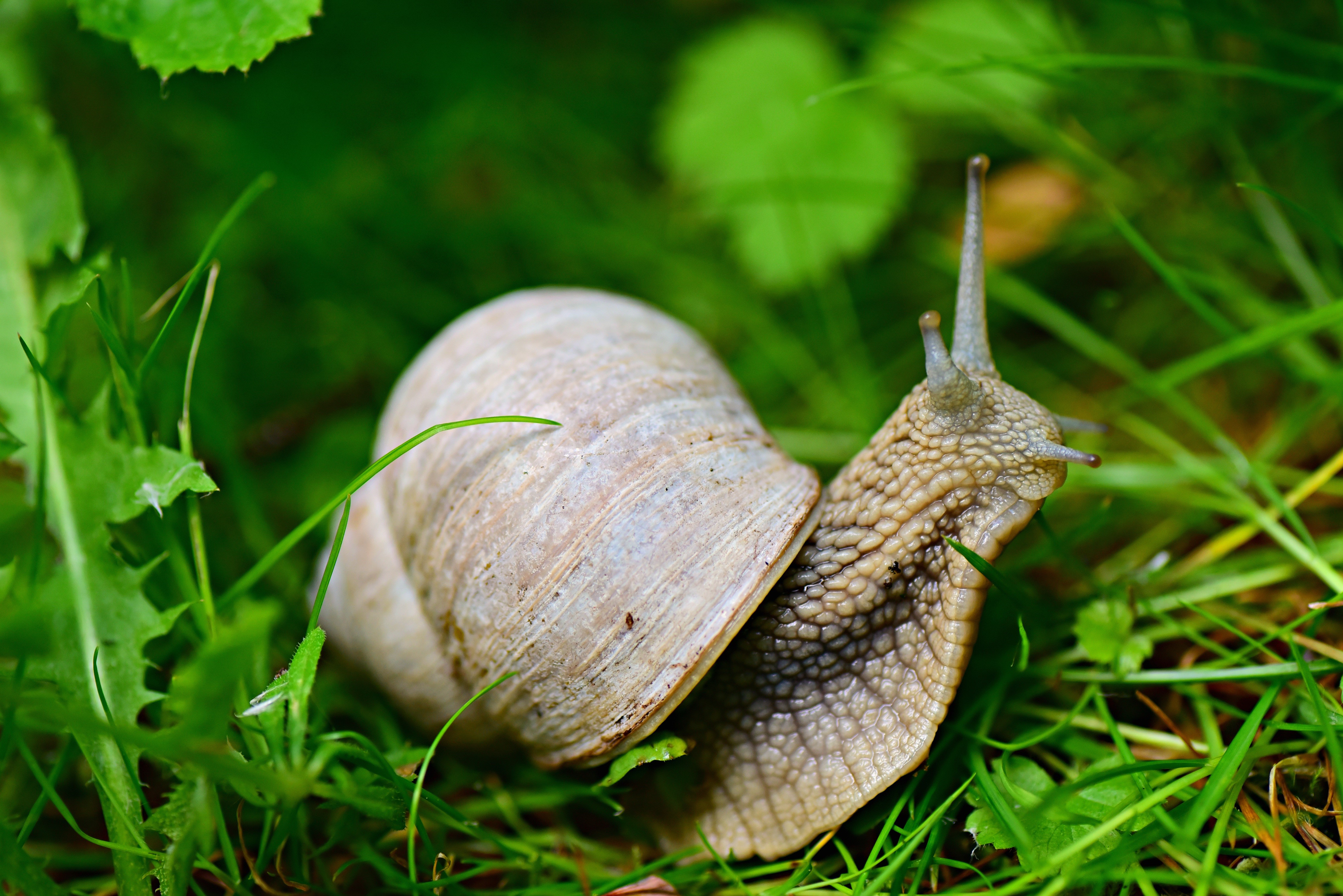 Snail in the grass HD Wallpaper
