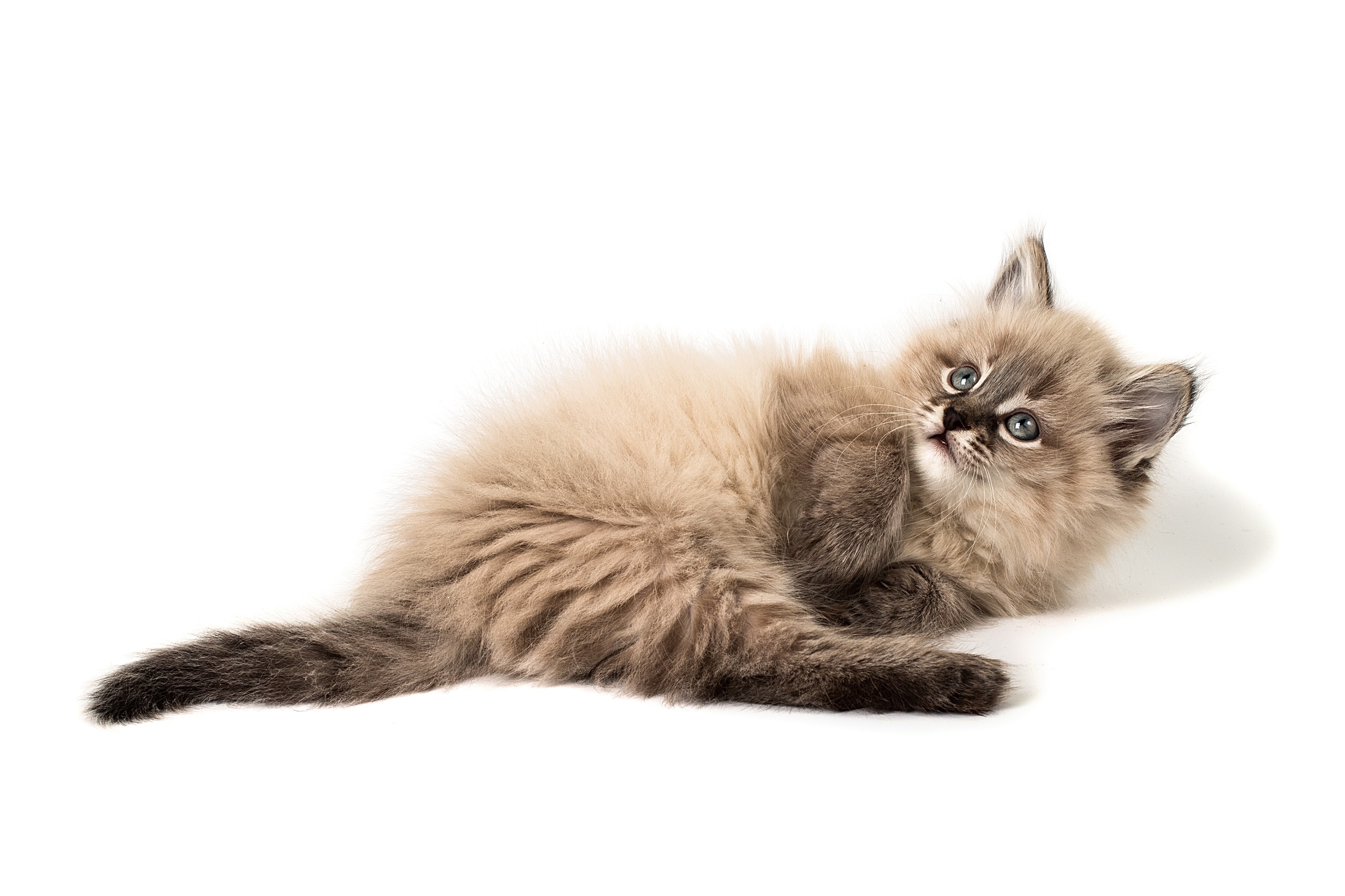 Fluffy kitten lying down on white background HD Wallpaper