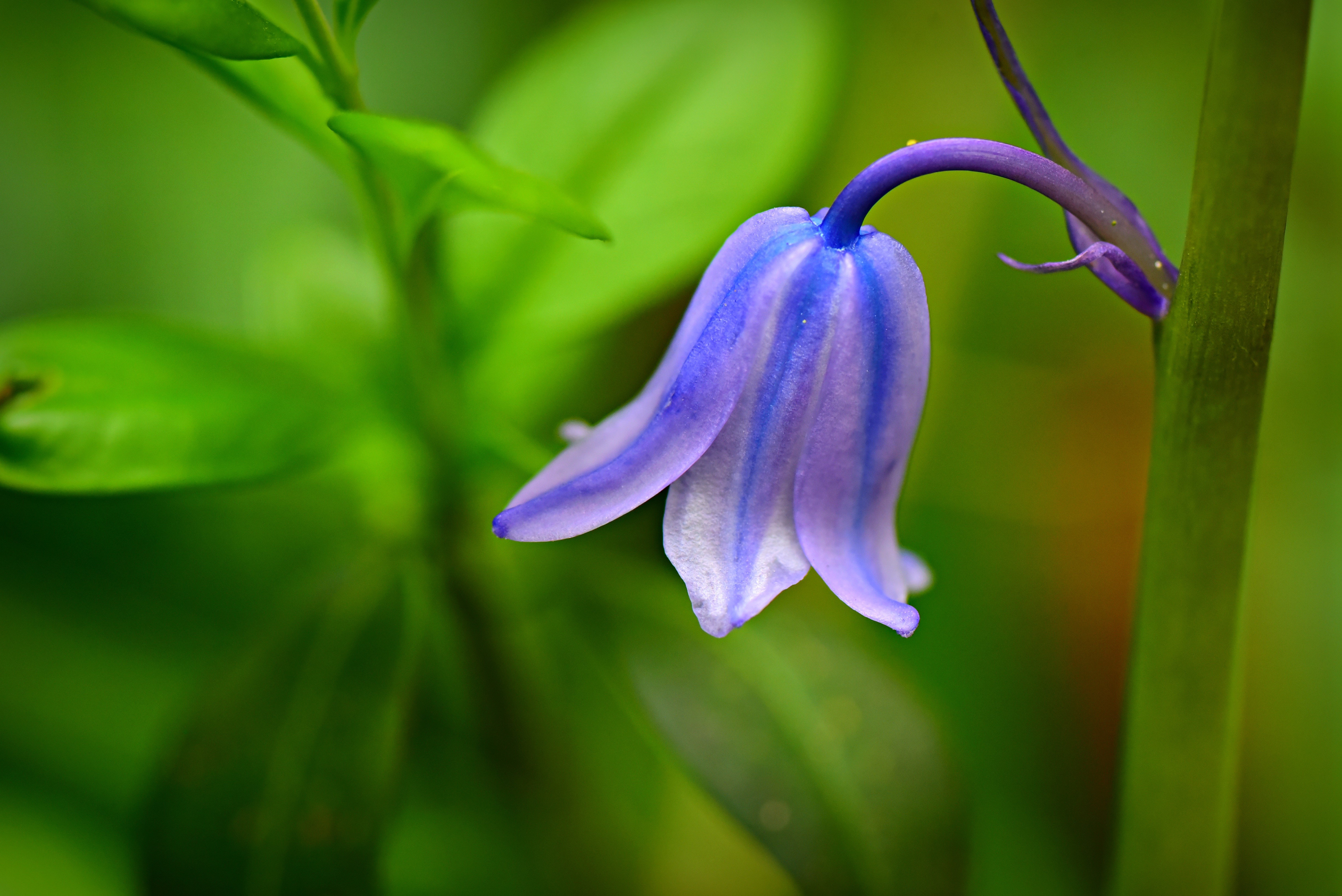 Bluebell flower with bokeh background HD Wallpaper