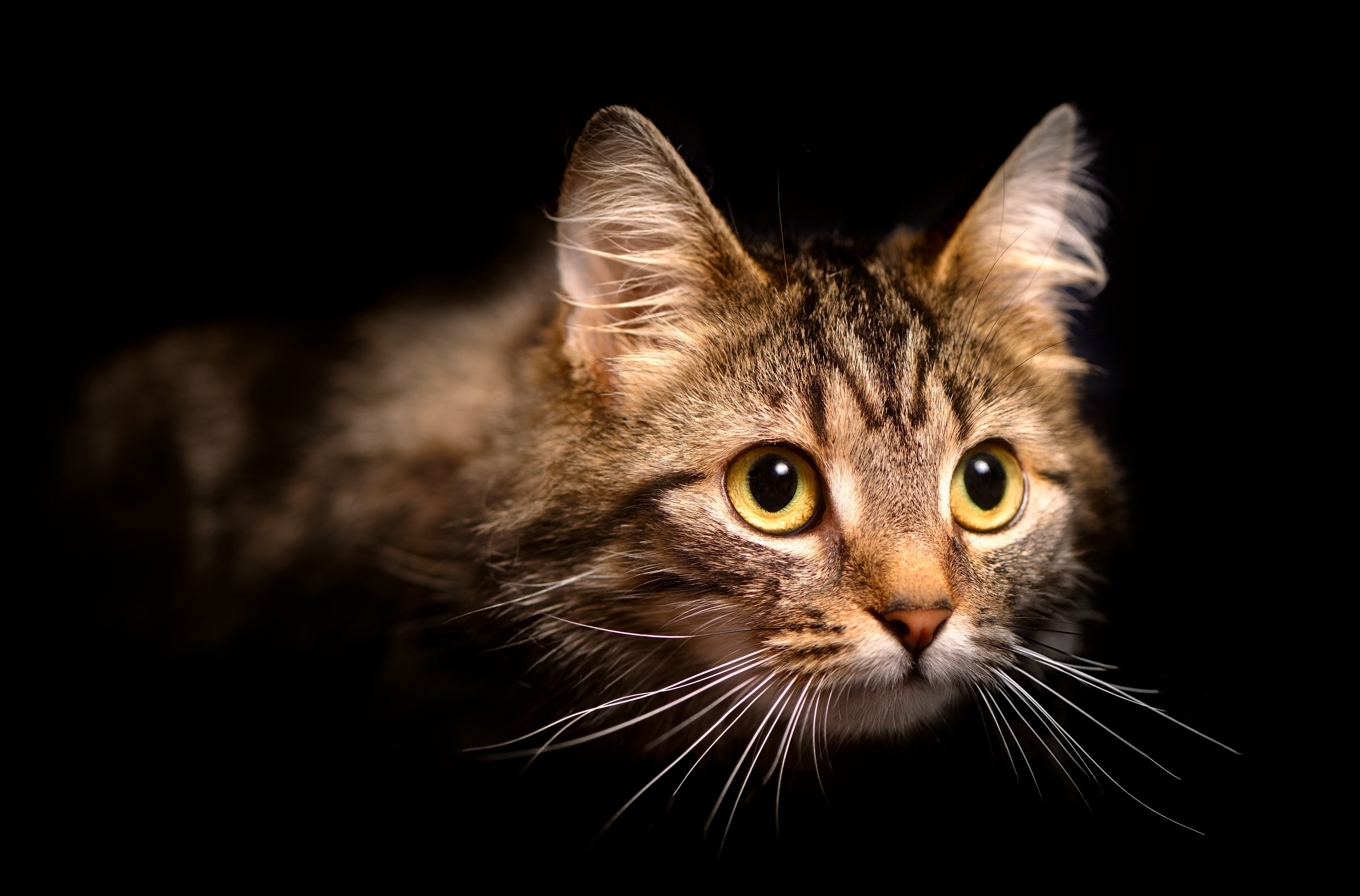 Tabby cat with yellow eyes on black background HD Wallpaper