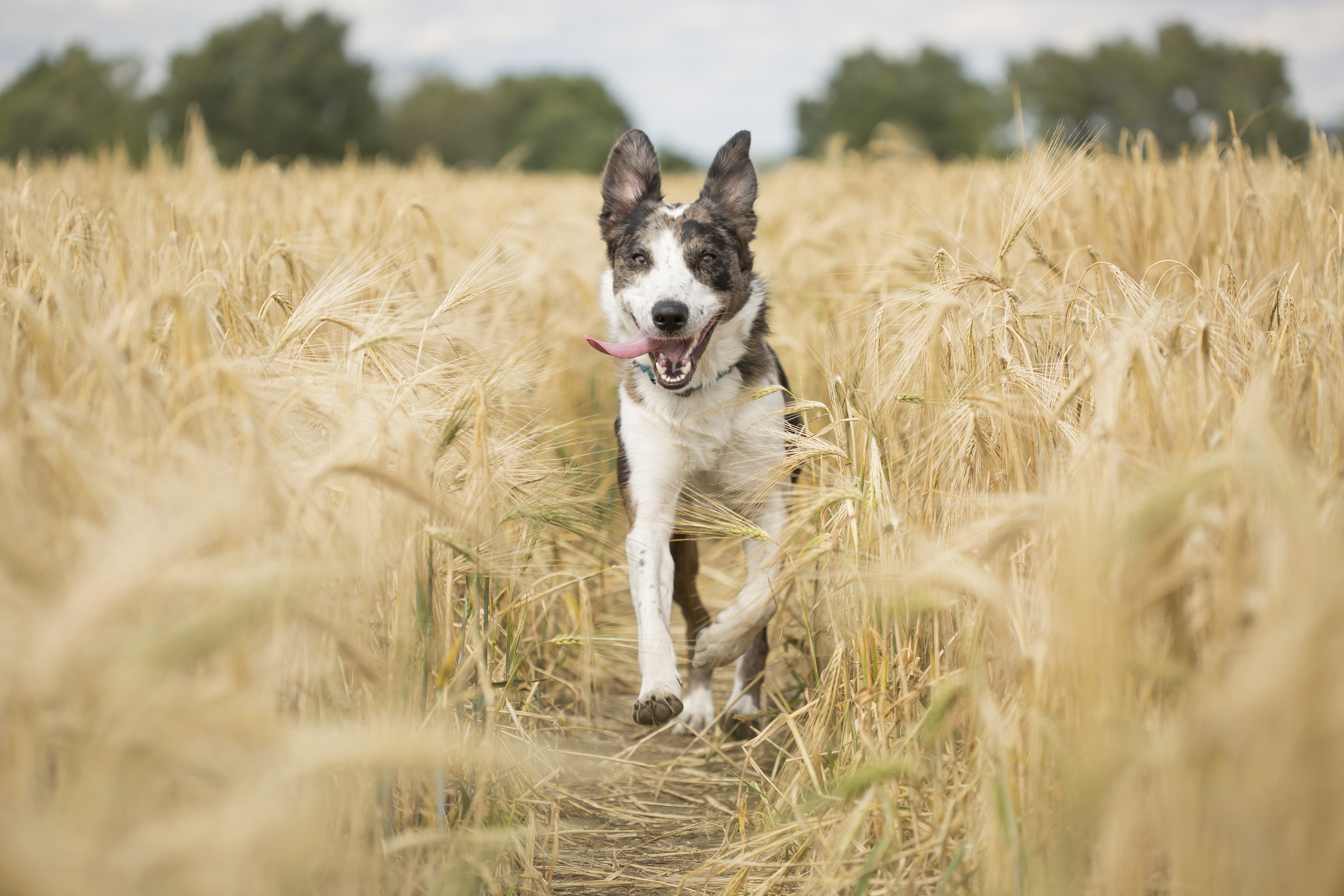 Dog running through a wheat field HD Wallpaper