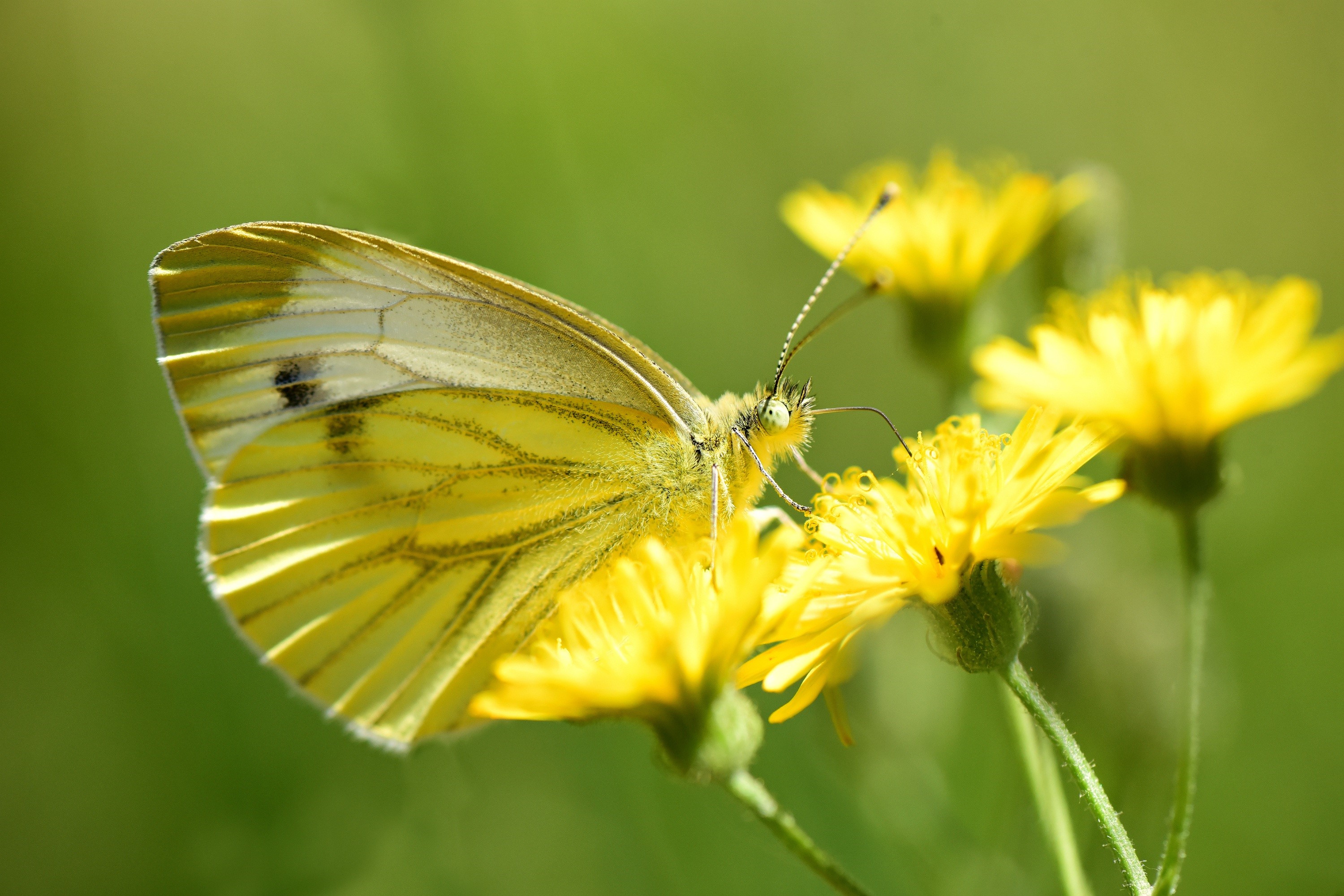 Yellow butterfly on yellow flowers HD Wallpaper