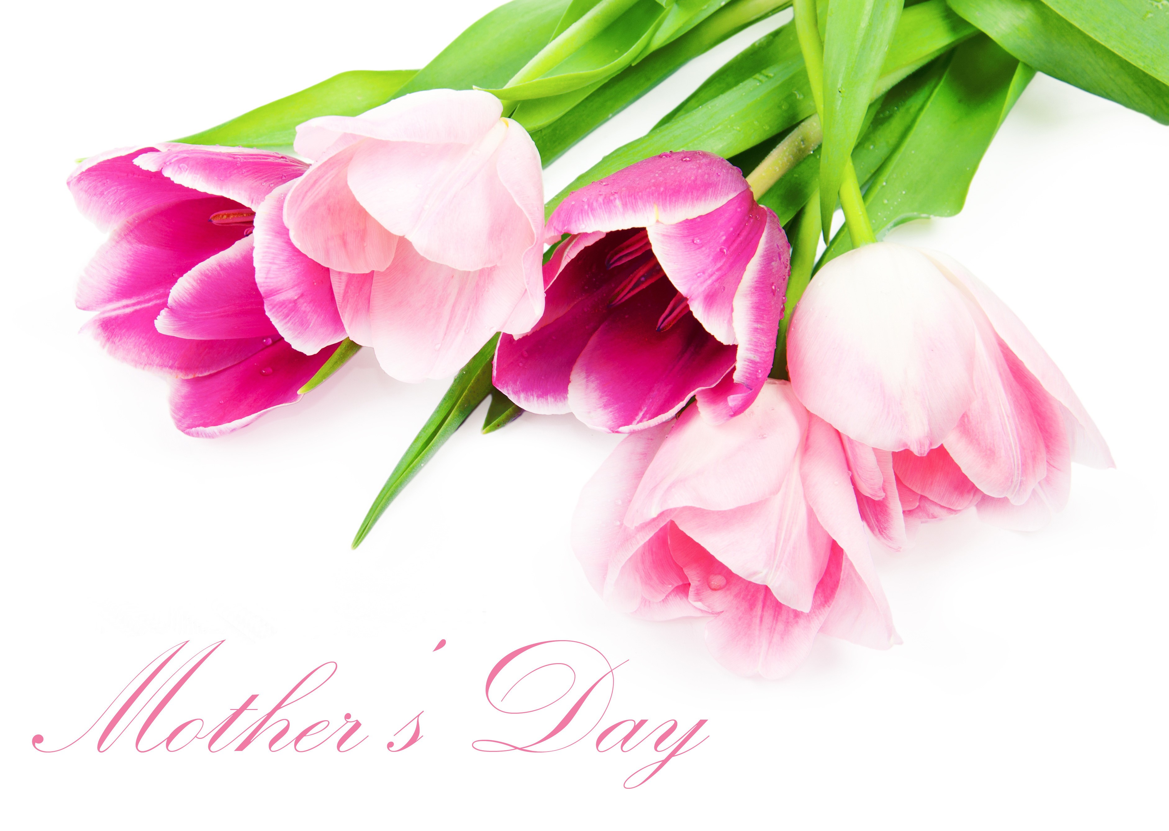 Pink and purple tulips for Mother's Day HD Wallpaper