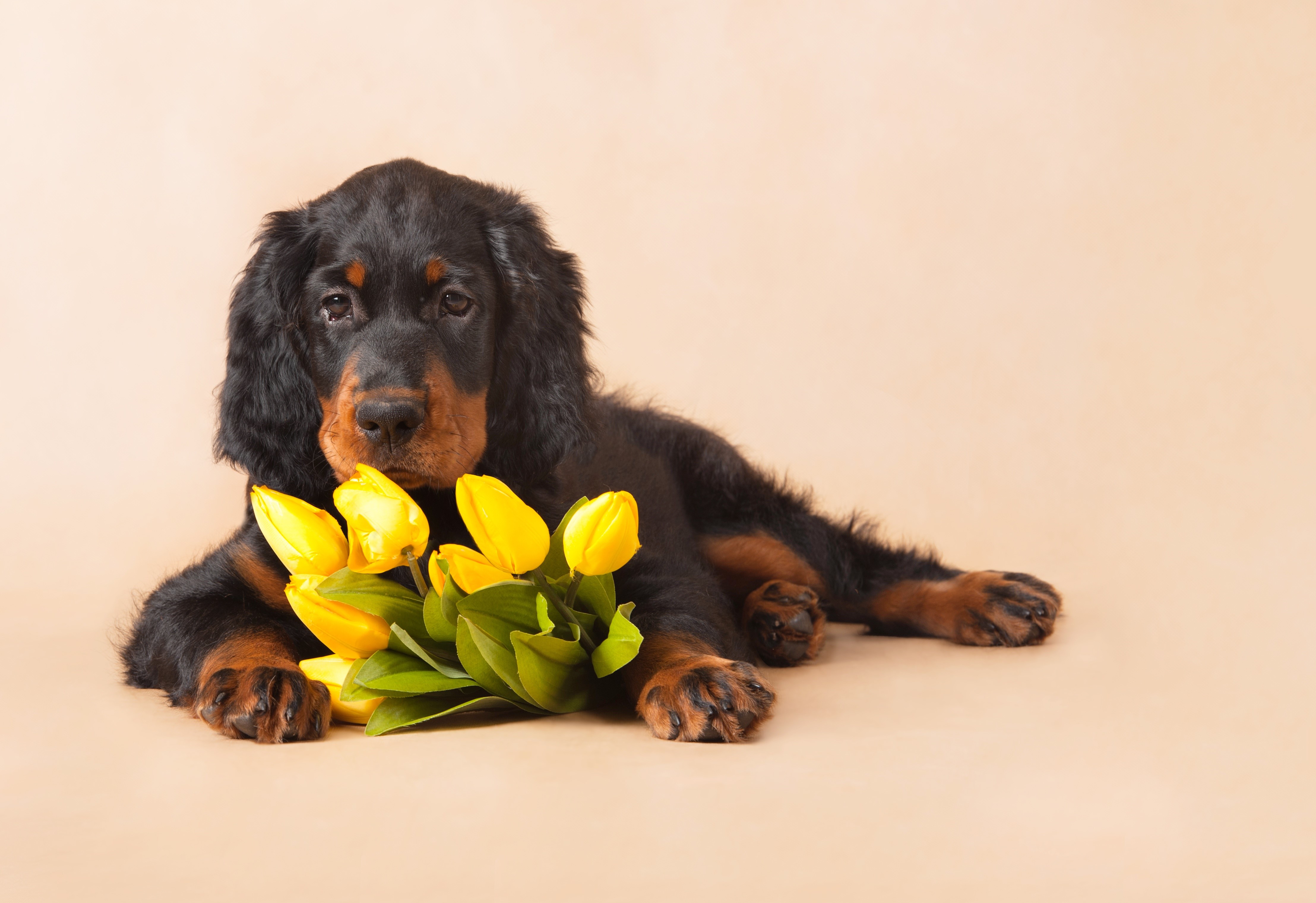 Gordon Setter puppy with yellow tulips HD Wallpaper