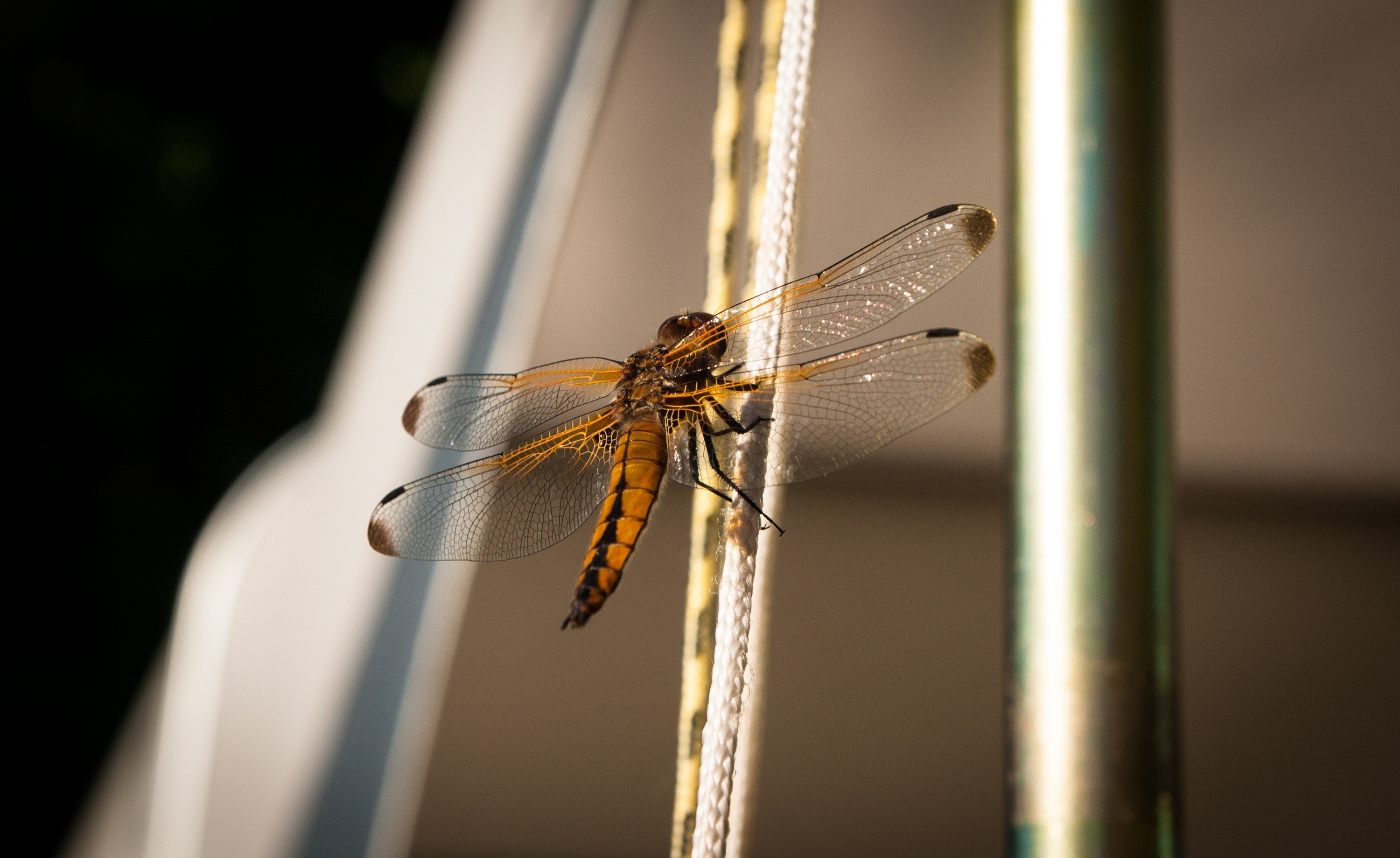 Dragonfly perched on a rope HD Wallpaper