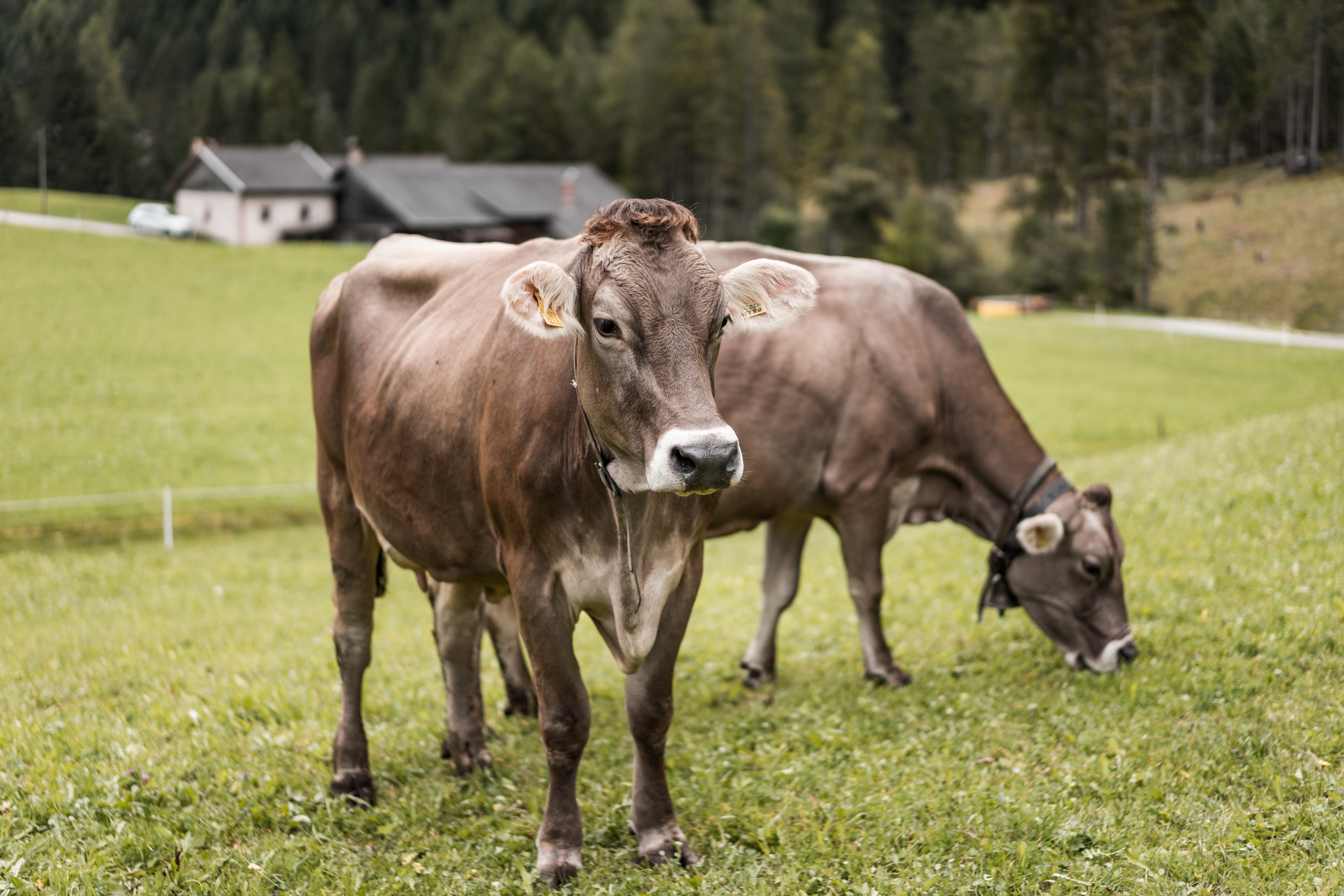 Two cows in a grassy field with houses in the background HD Wallpaper