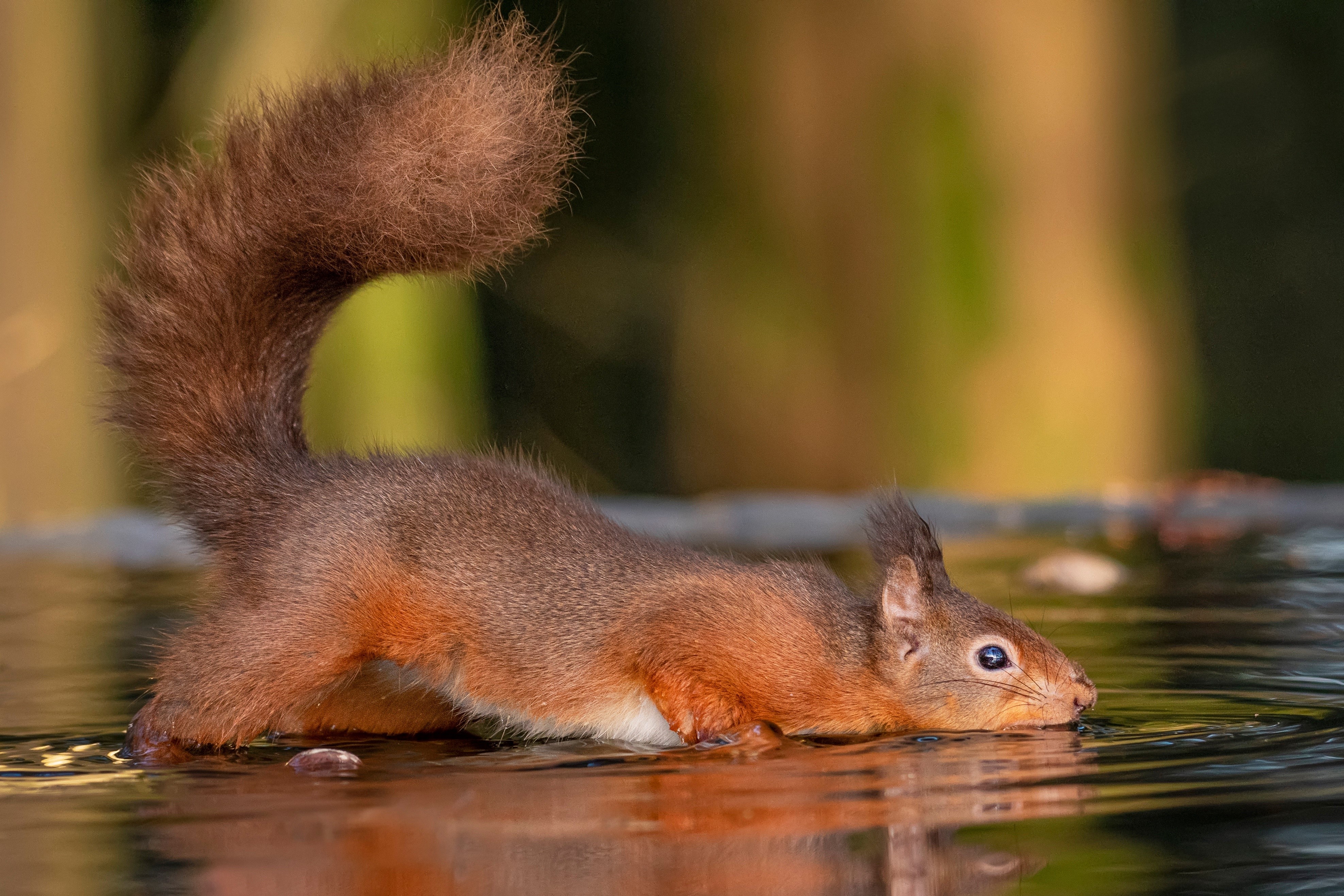 Red Squirrel Drinking Water HD Wallpaper
