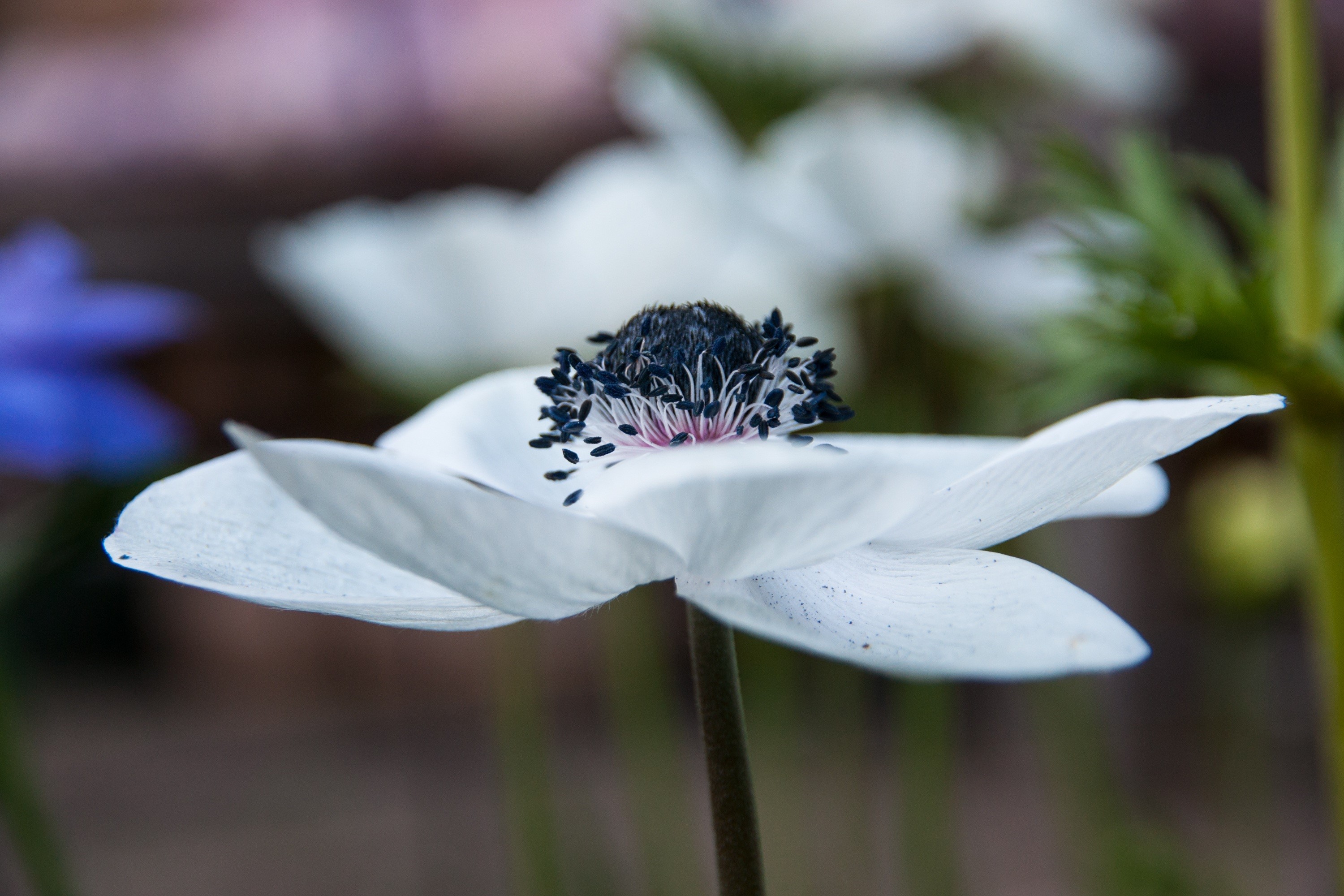 Closeup of a white Anemone flower with dark center HD Wallpaper
