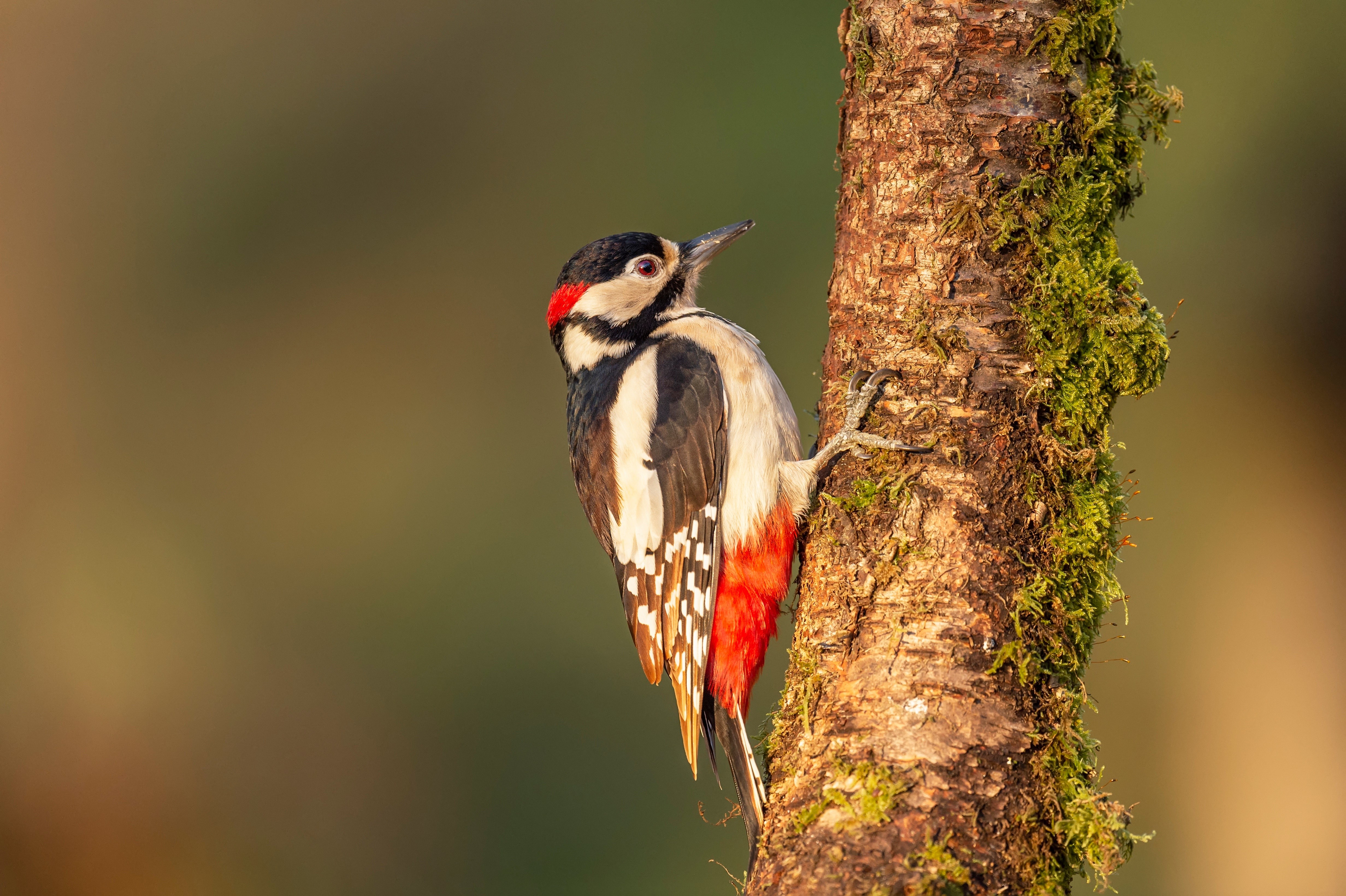 Great Spotted Woodpecker on a mossy tree trunk HD Wallpaper