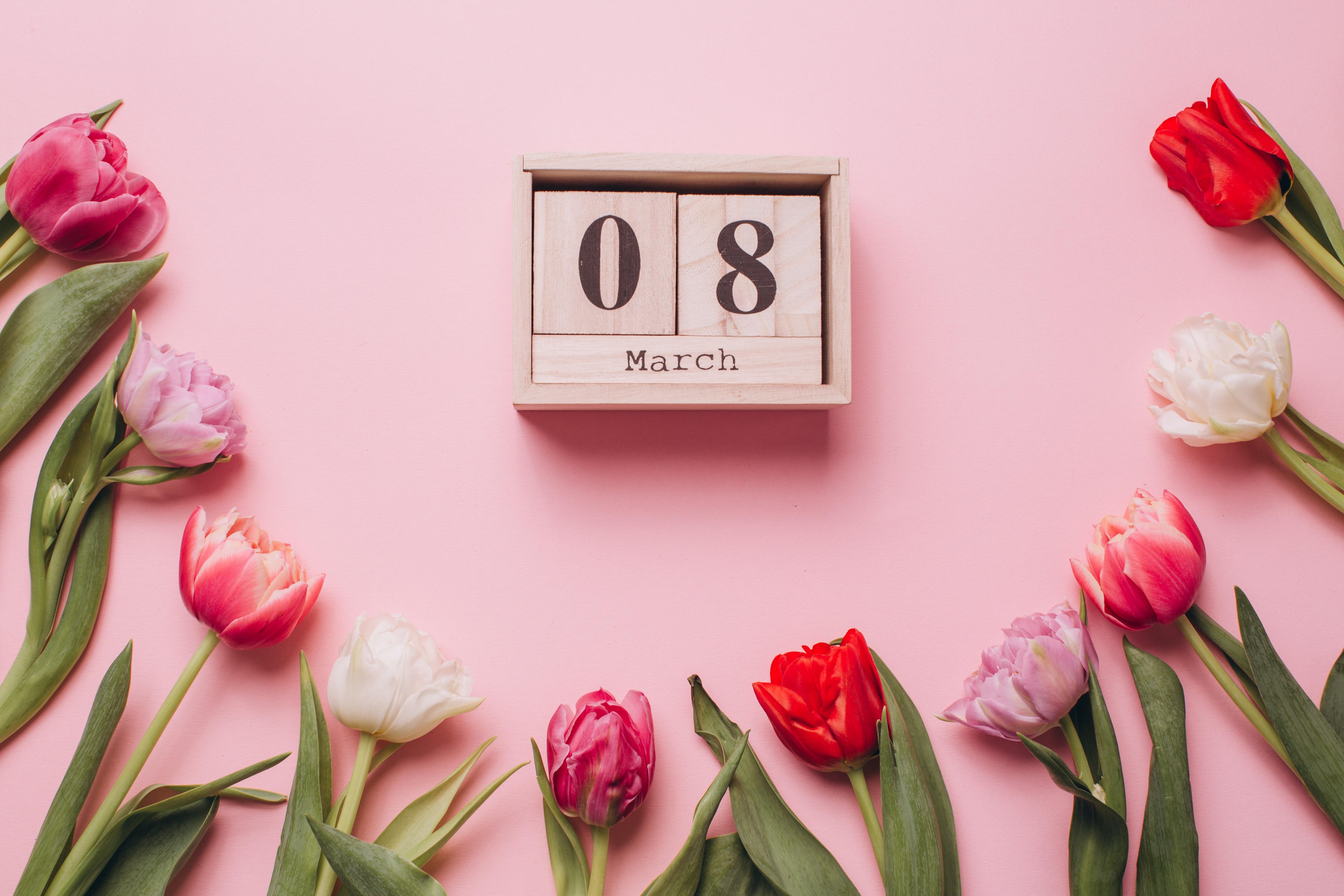 Tulips and March 8 calendar on pink background HD Wallpaper