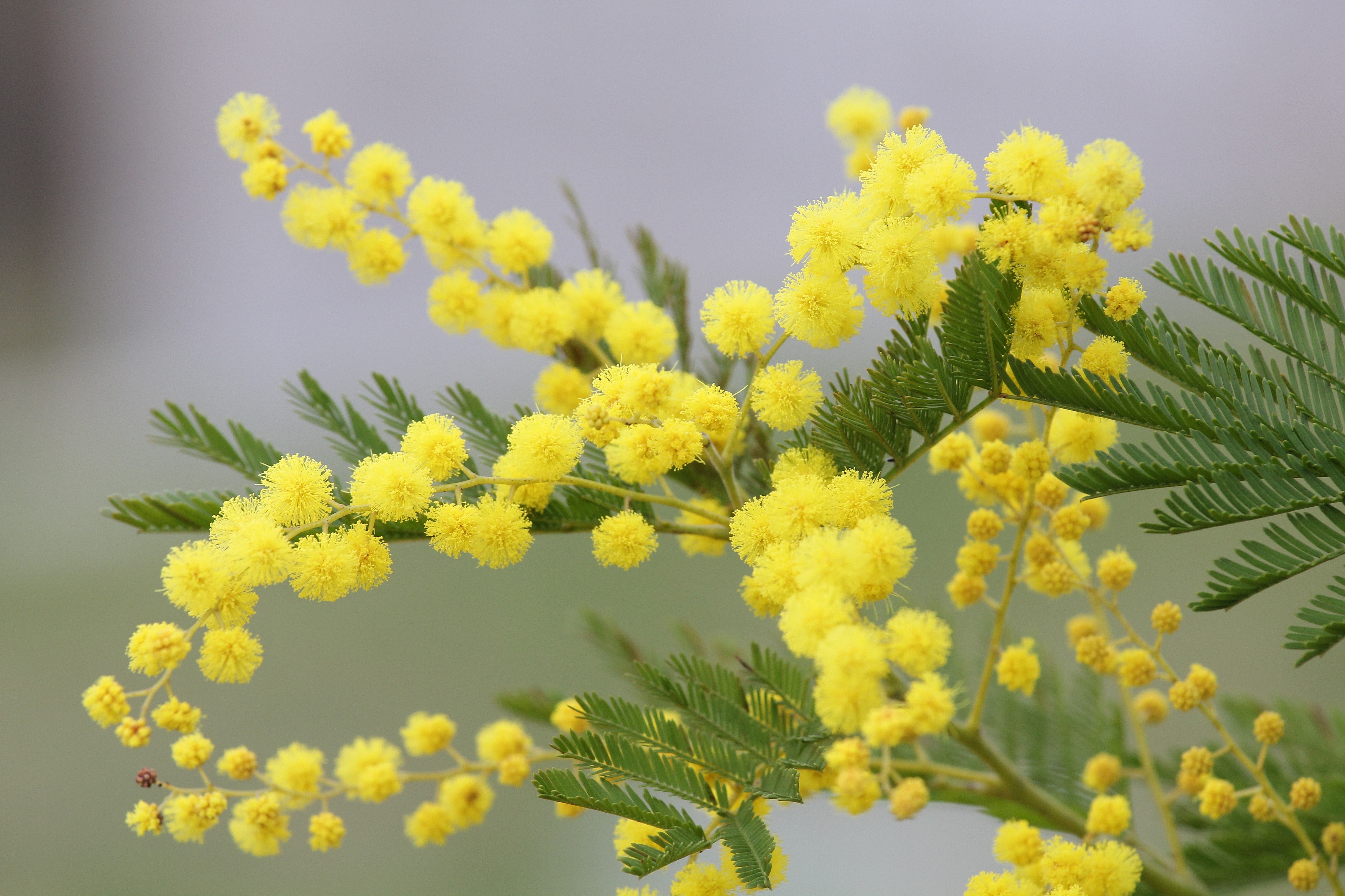 Silver wattle flowers on branches HD Wallpaper