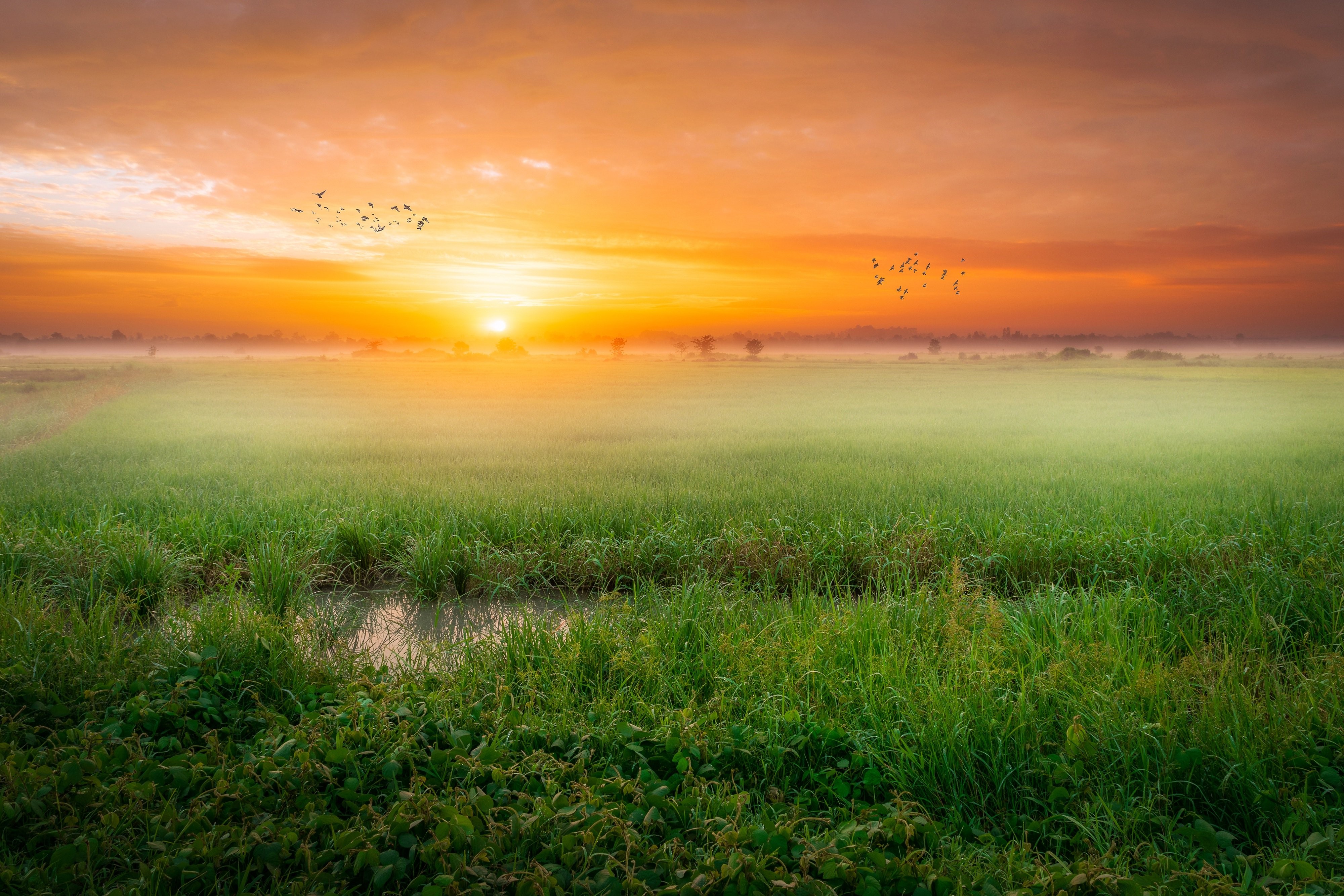 Sunrise over a misty green field with birds HD Wallpaper