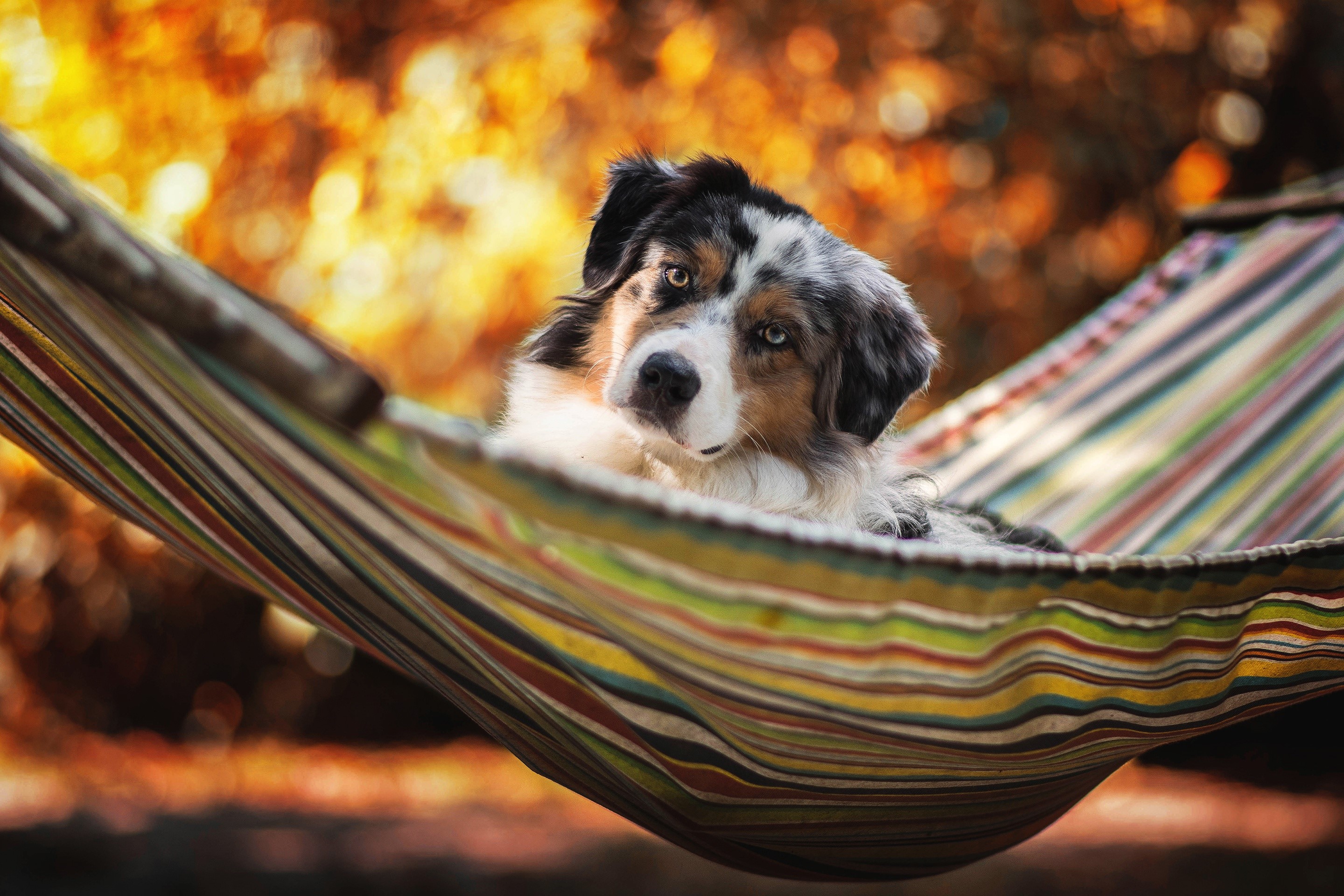 Australian Shepherd dog relaxing in a hammock HD Wallpaper