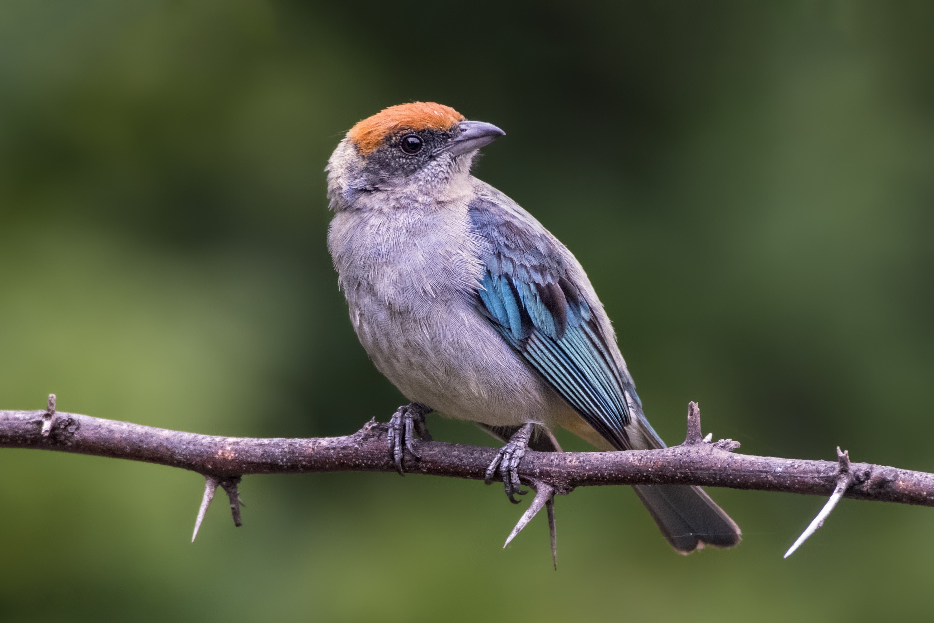 Scrub Tanager perched on a thorny branch HD Wallpaper