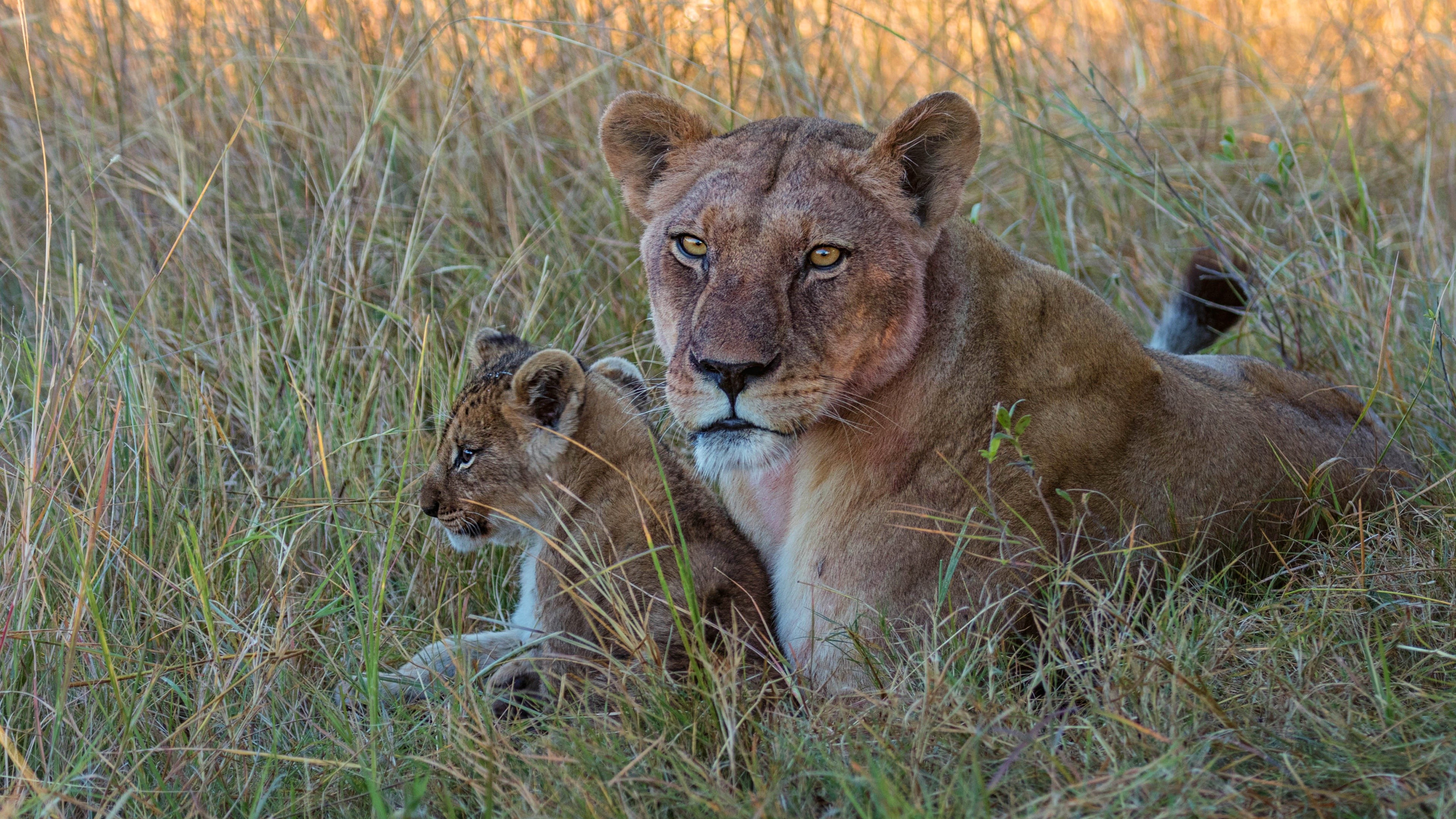 Lioness and cub in tall grass HD Wallpaper