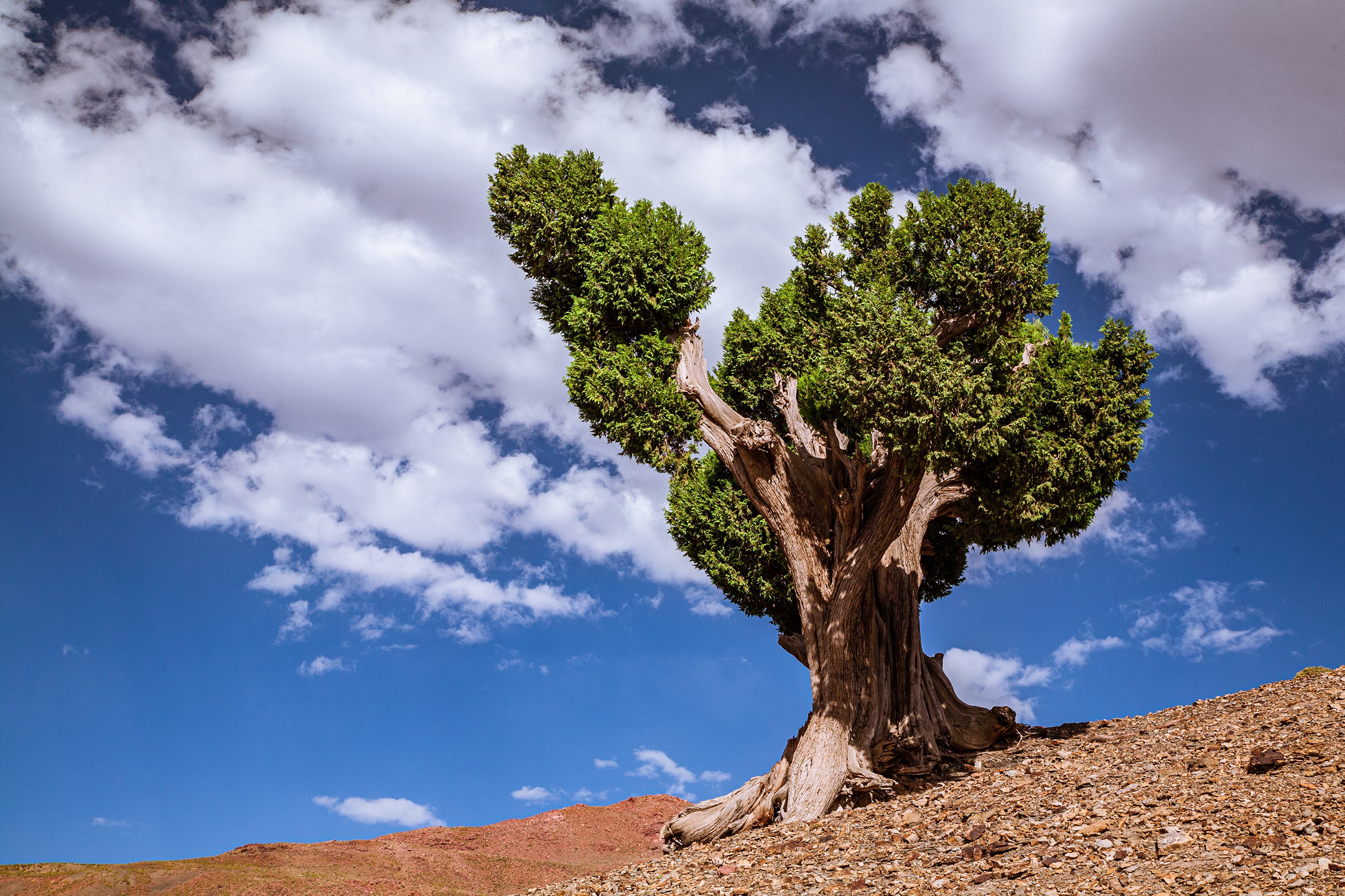 Ancient Juniper Tree on a Rocky Slope Under Blue Sky HD Wallpaper