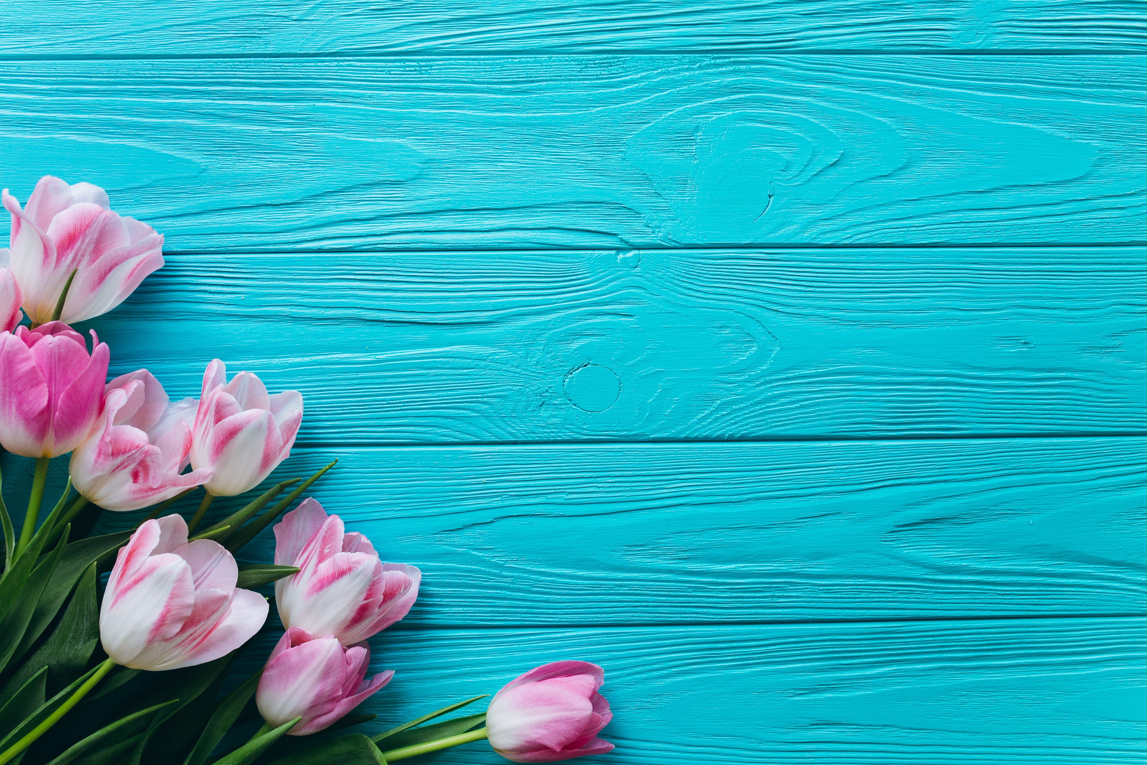 Pink and white tulips on blue wood planks HD Wallpaper
