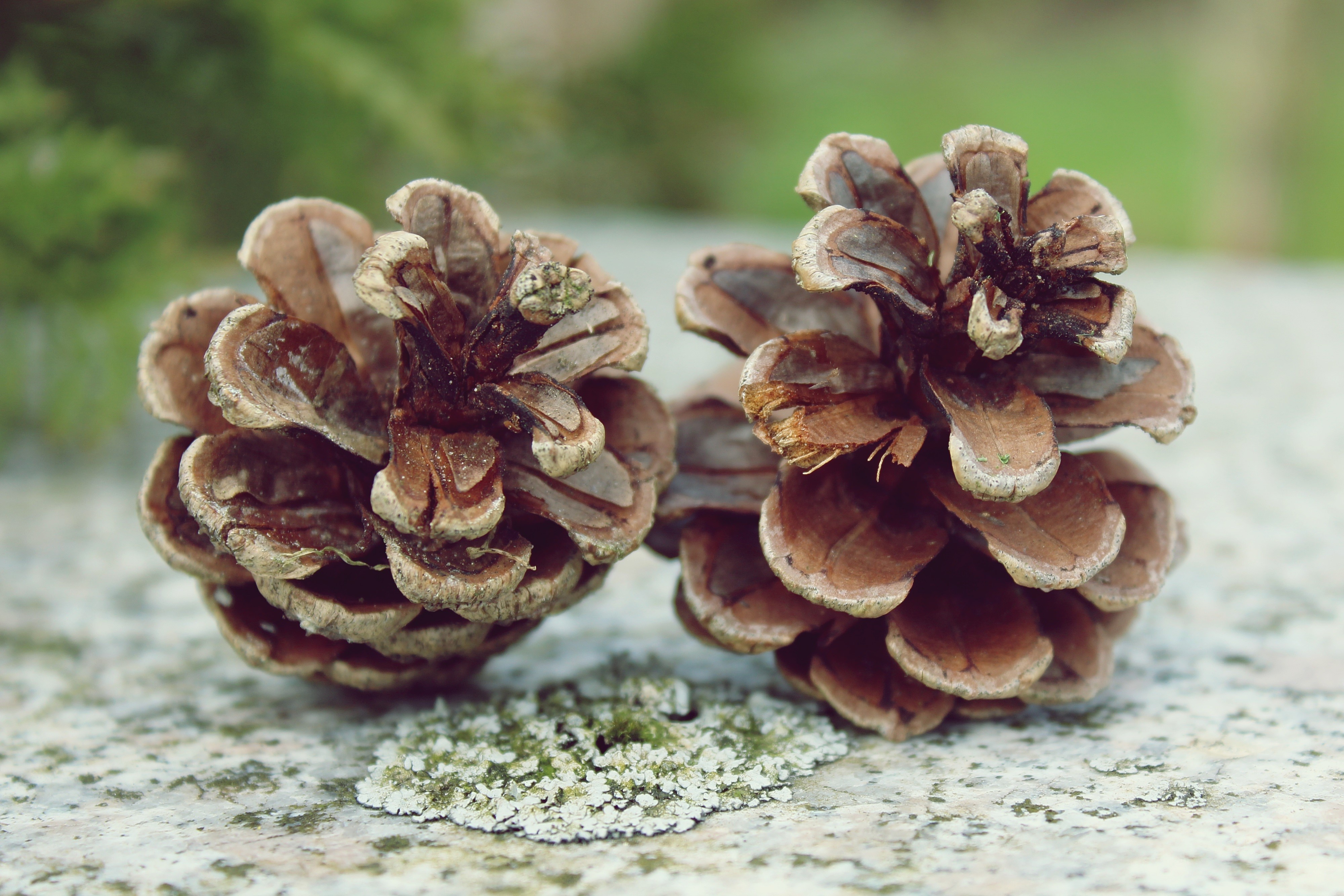 Two pine cones on a textured surface HD Wallpaper