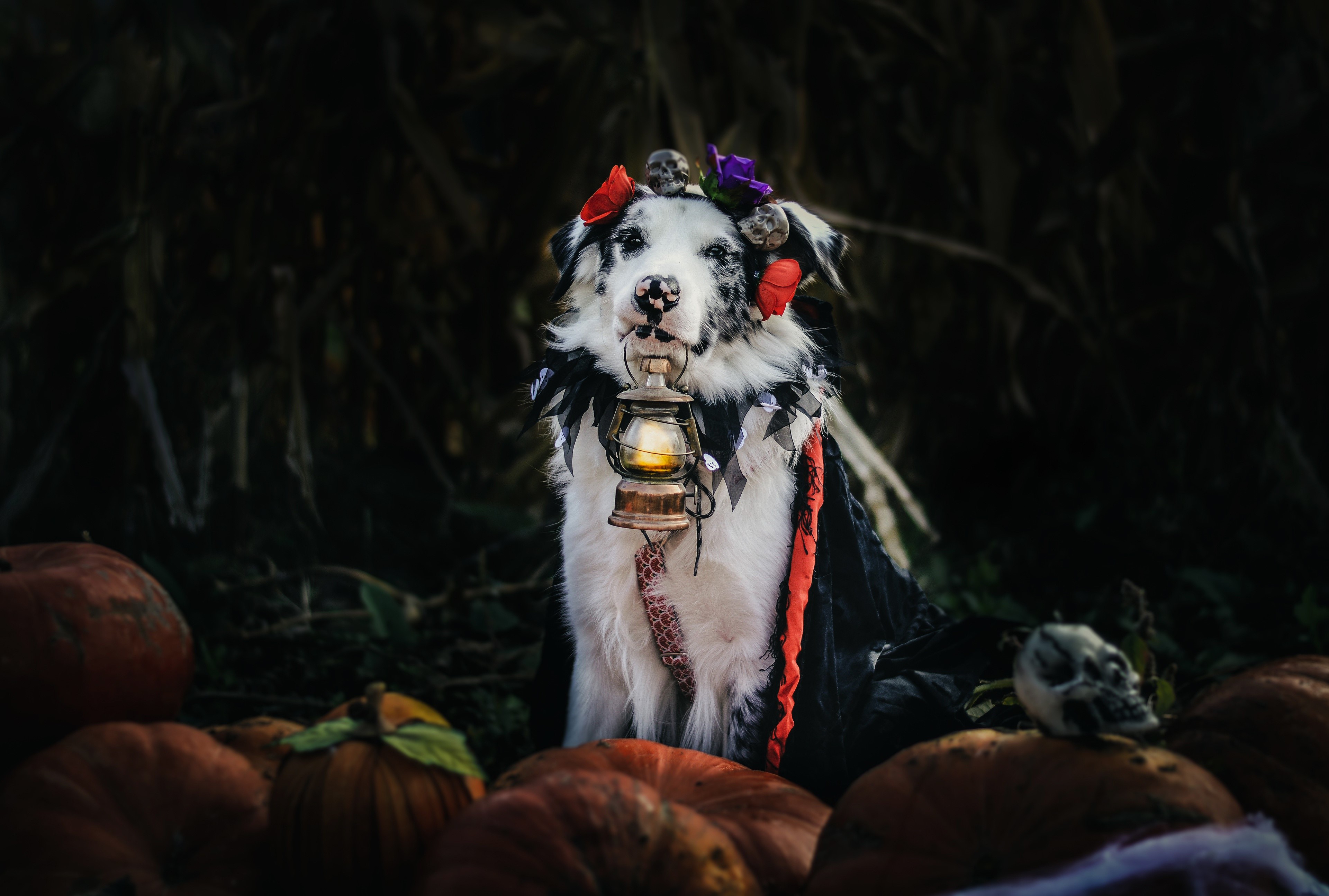 Australian Shepherd with Kerosene Lamp and Pumpkins HD Wallpaper