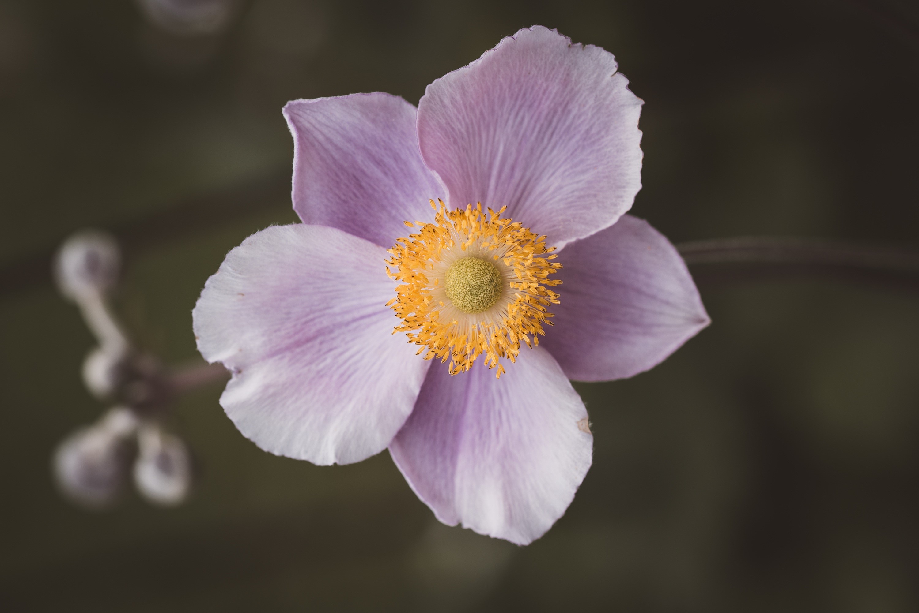 Close-up of a pink anemone flower with yellow center HD Wallpaper