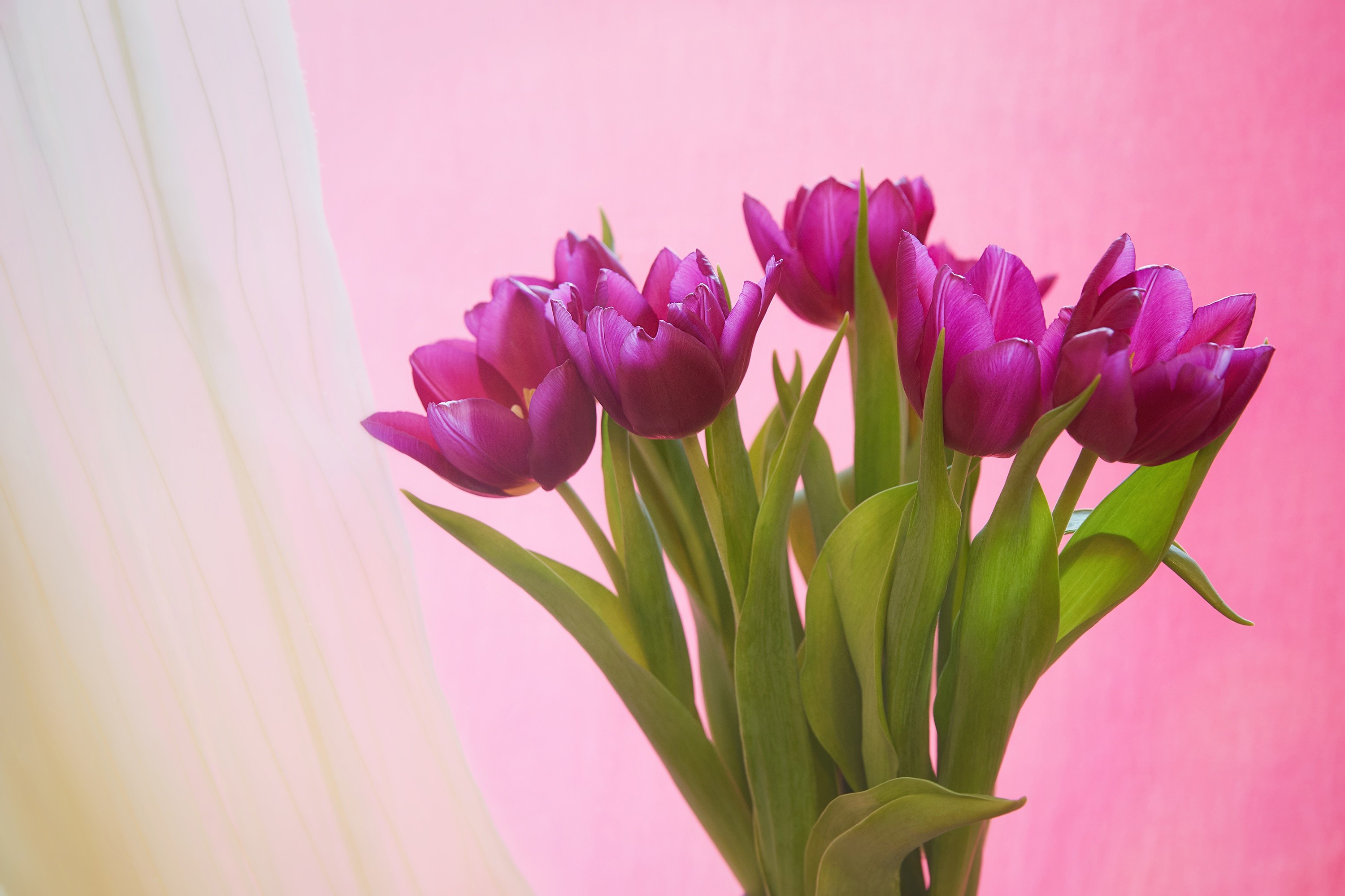 Purple tulips against a pink background with a sheer curtain HD Wallpaper
