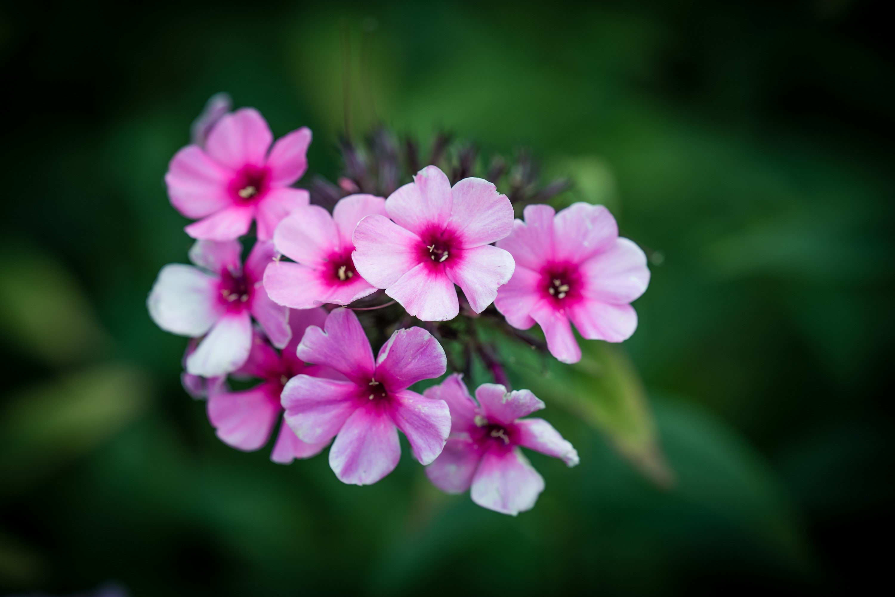 Pink Phlox flowers with bokeh background HD Wallpaper