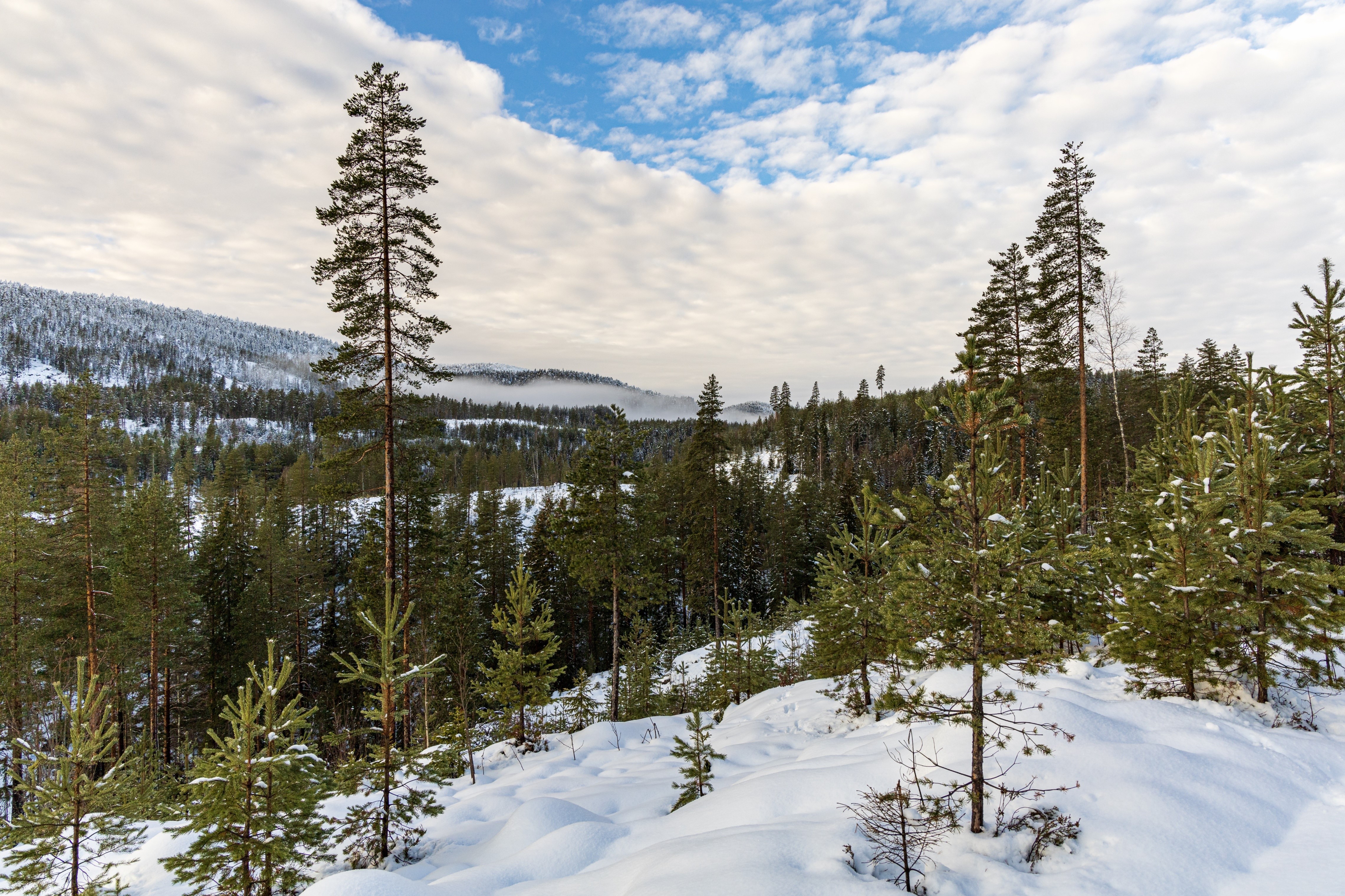 Snowy Forest Landscape in Norway HD Wallpaper