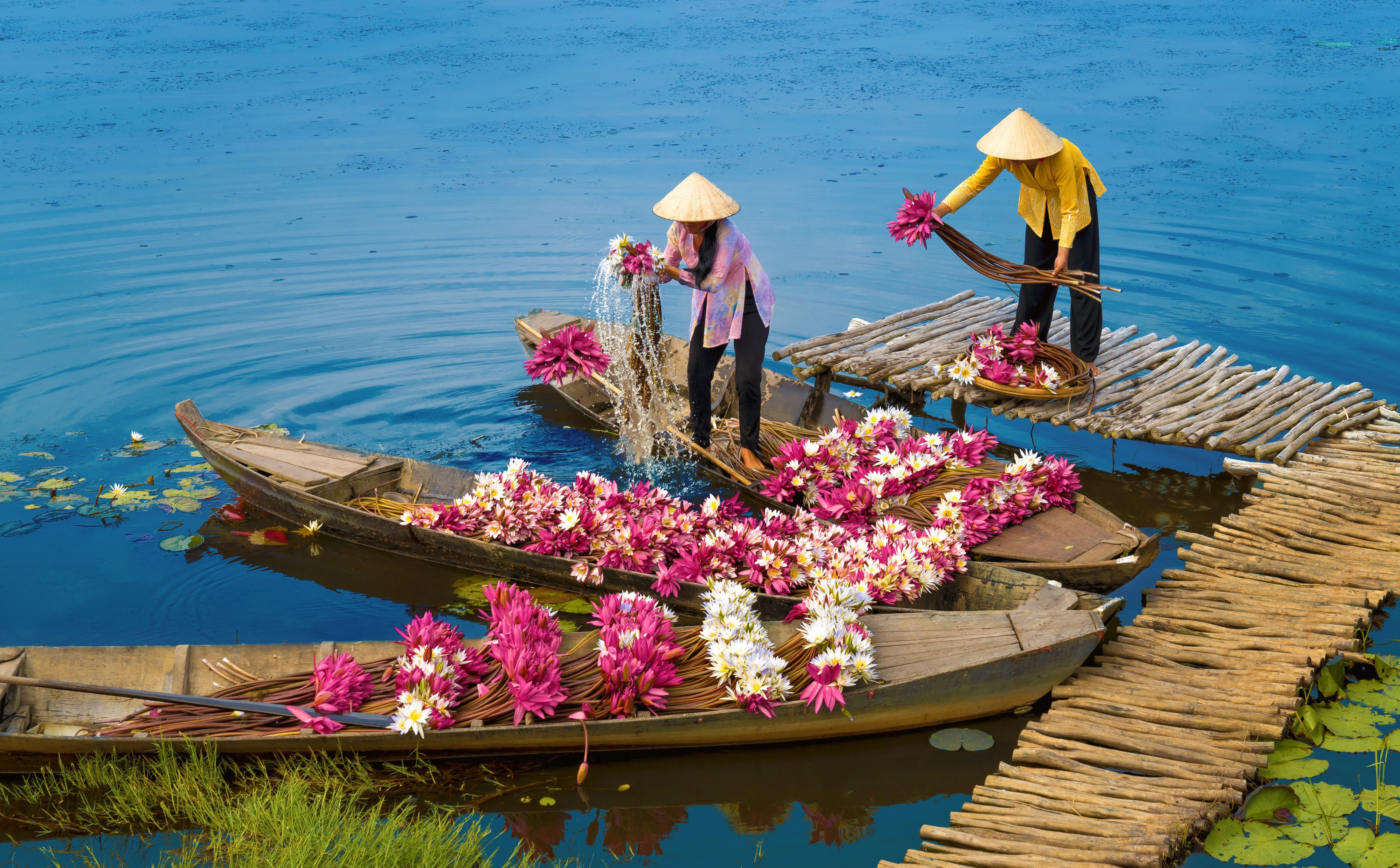 Asian women harvesting water lilies from boats HD Wallpaper
