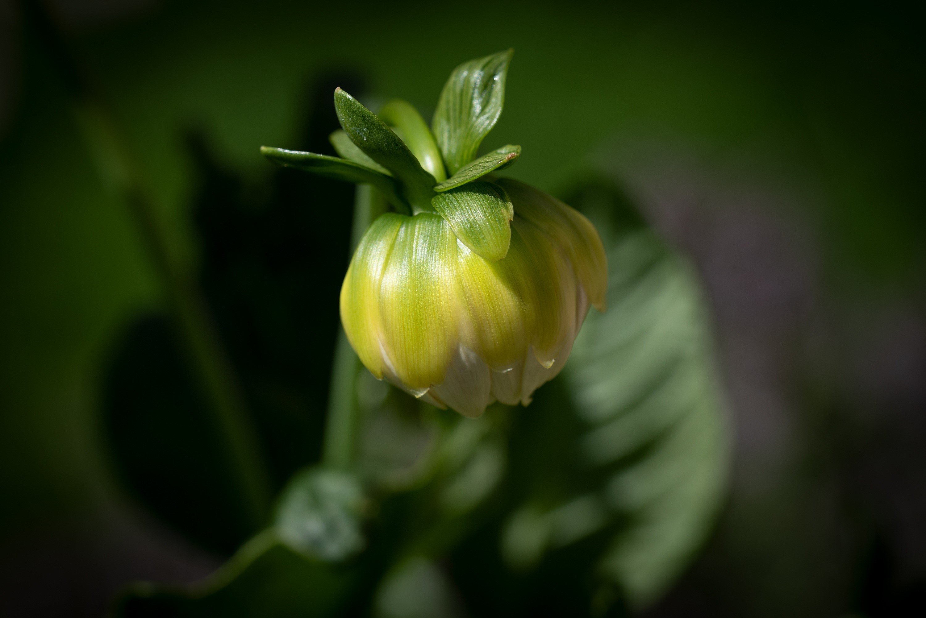 Dahlia flower bud with bokeh background HD Wallpaper