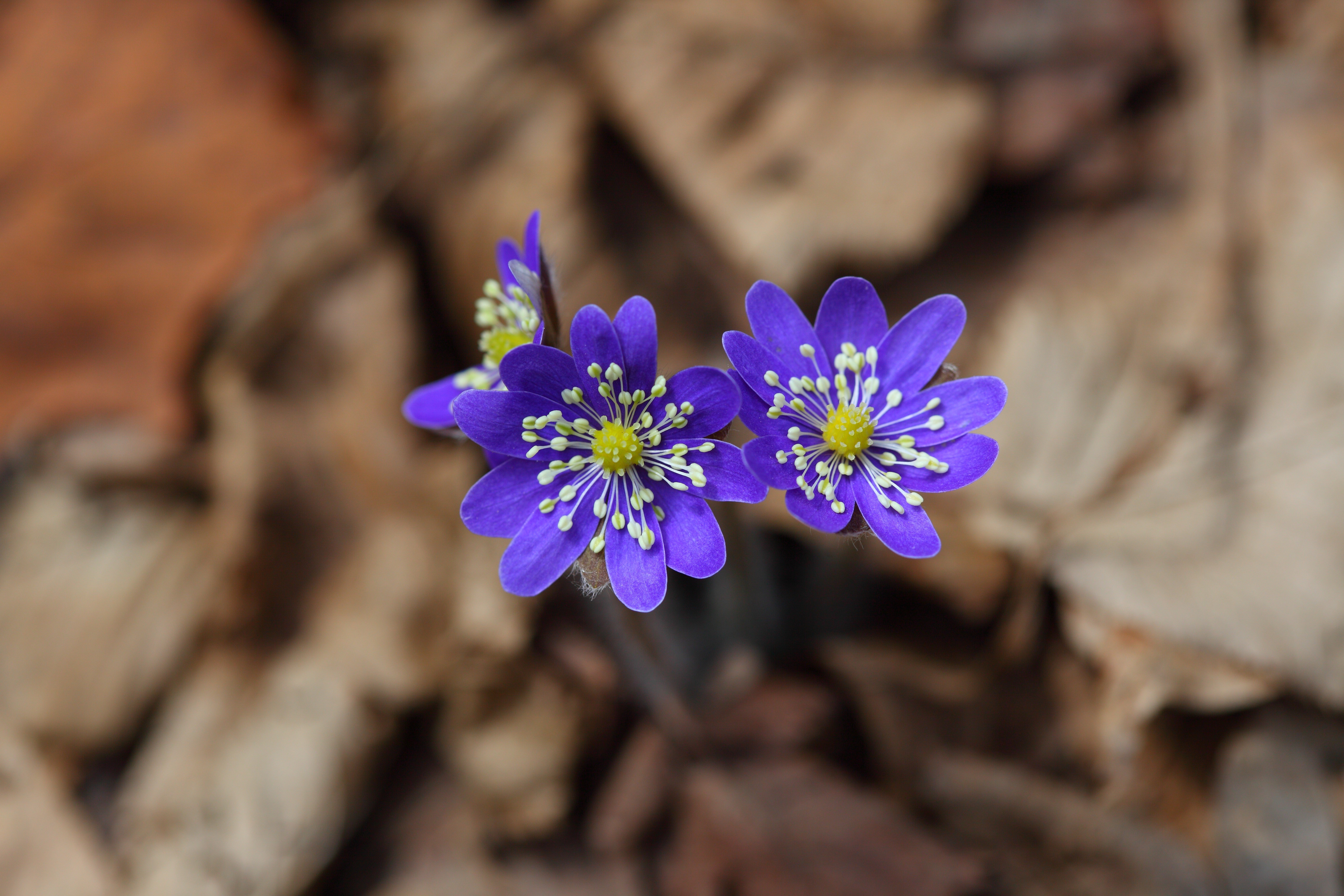 Purple Hepatica flowers on a forest floor HD Wallpaper