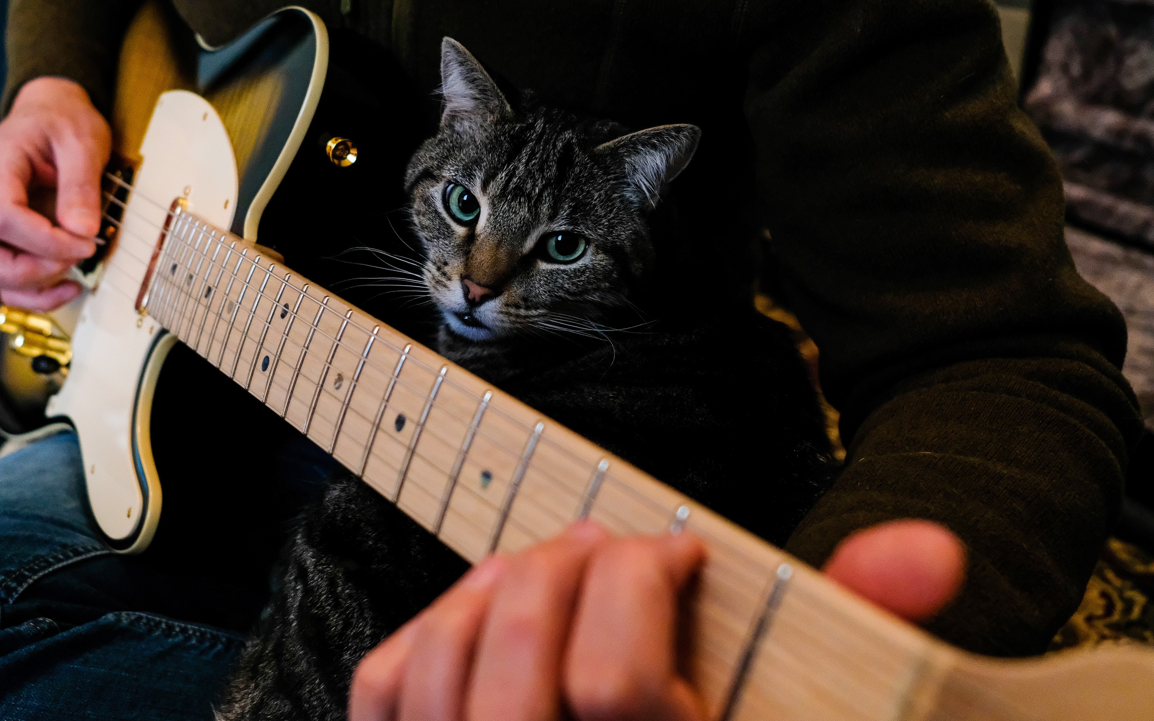 Cat on a person's lap playing guitar HD Wallpaper