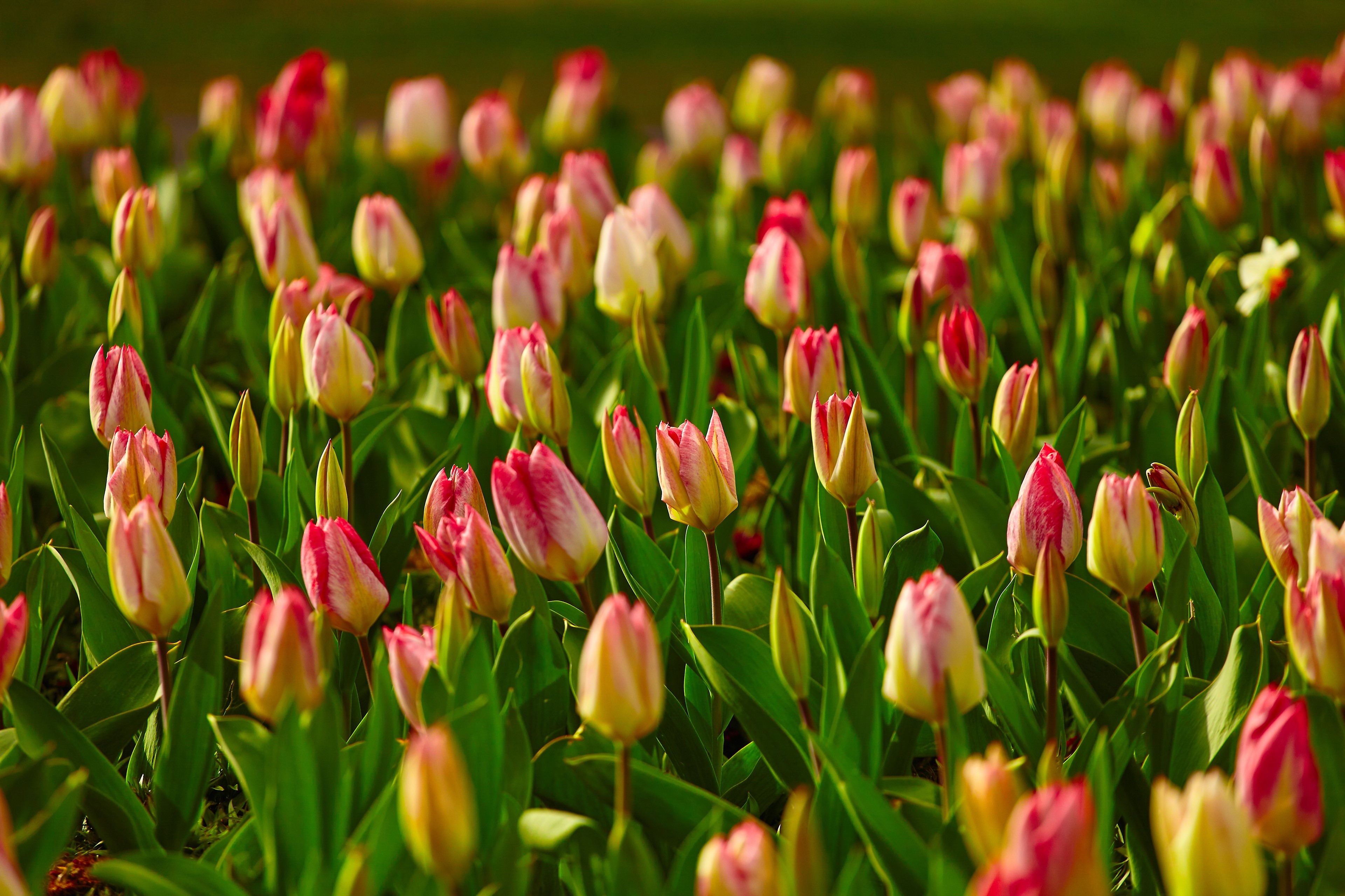 Field of Many Pink and Yellow Tulips with Bokeh HD Wallpaper