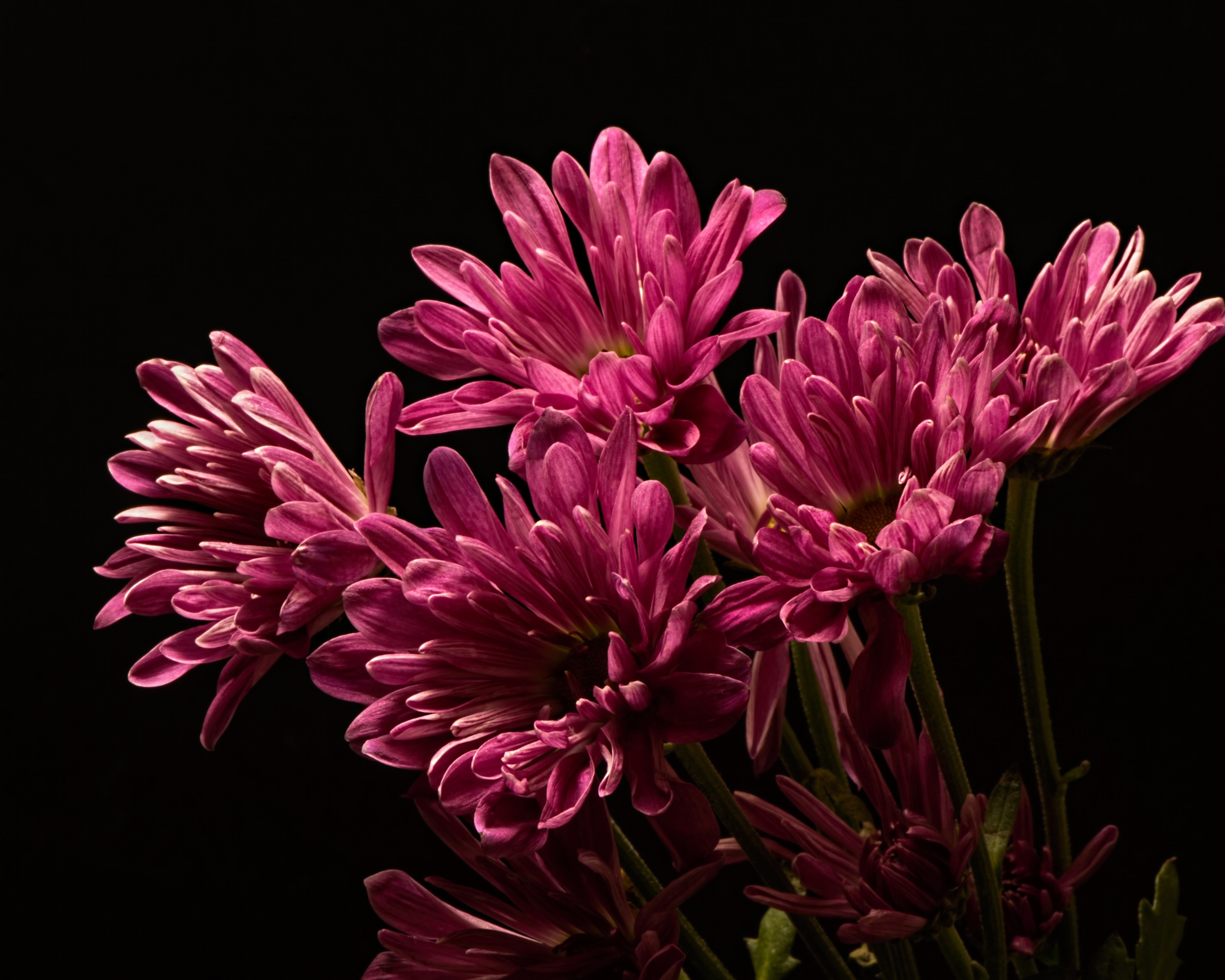Pink Chrysanthemums on Black Background HD Wallpaper