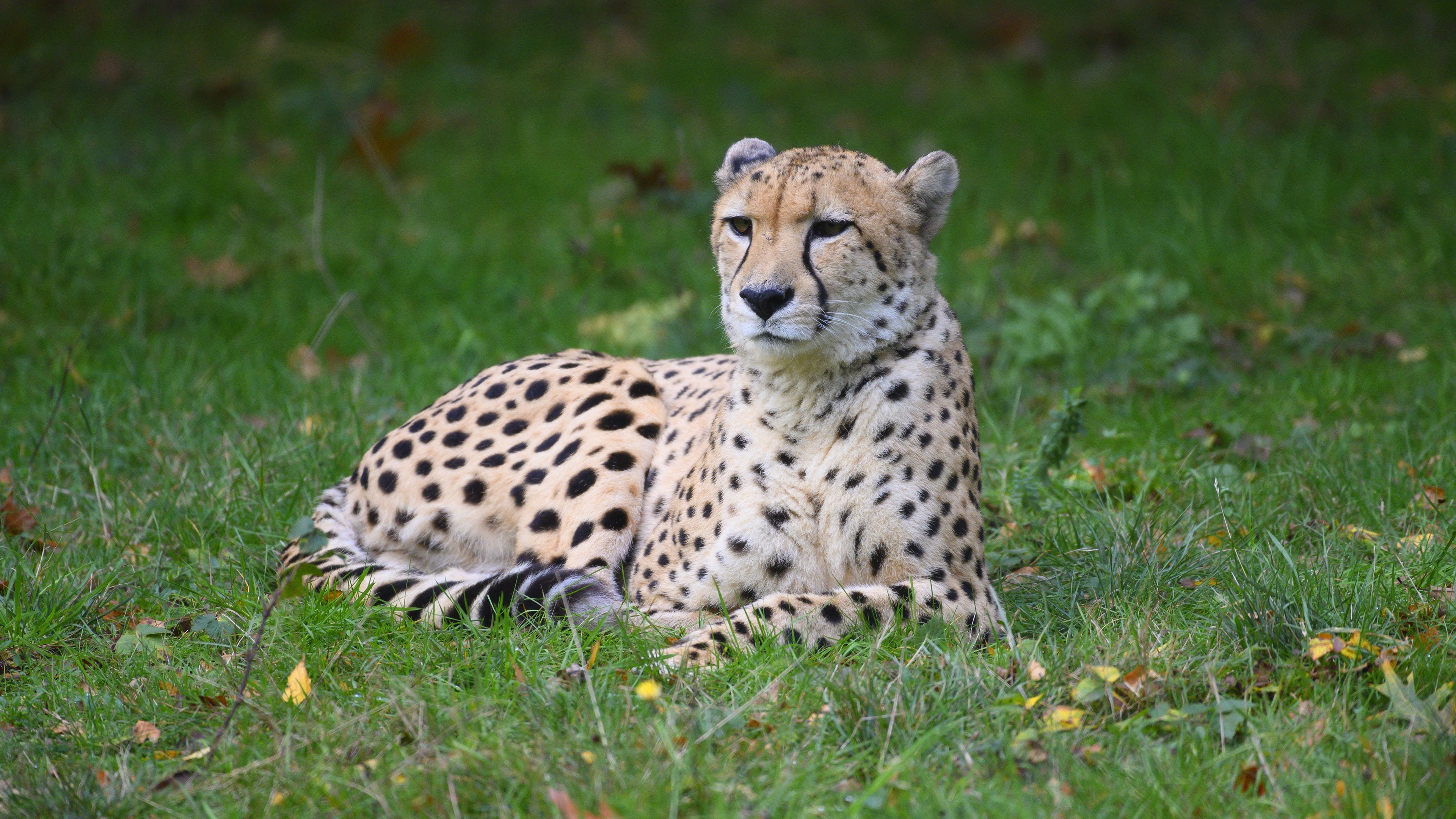 Cheetah lying on grass HD Wallpaper