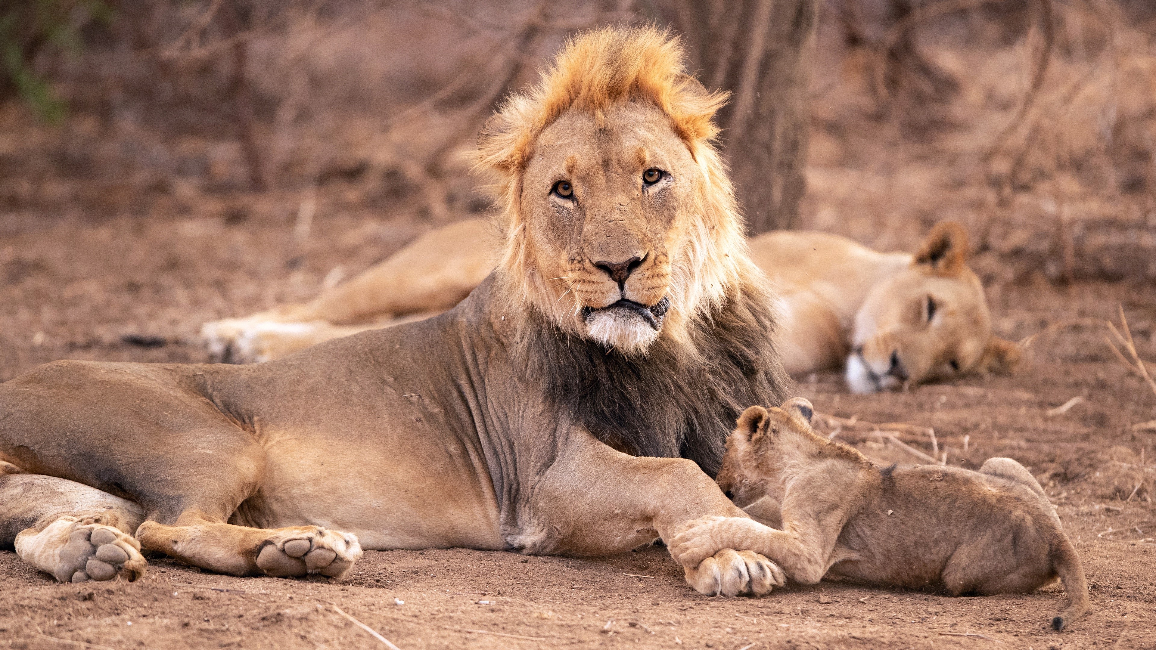 4K Lions and Cubs Resting HD Wallpaper