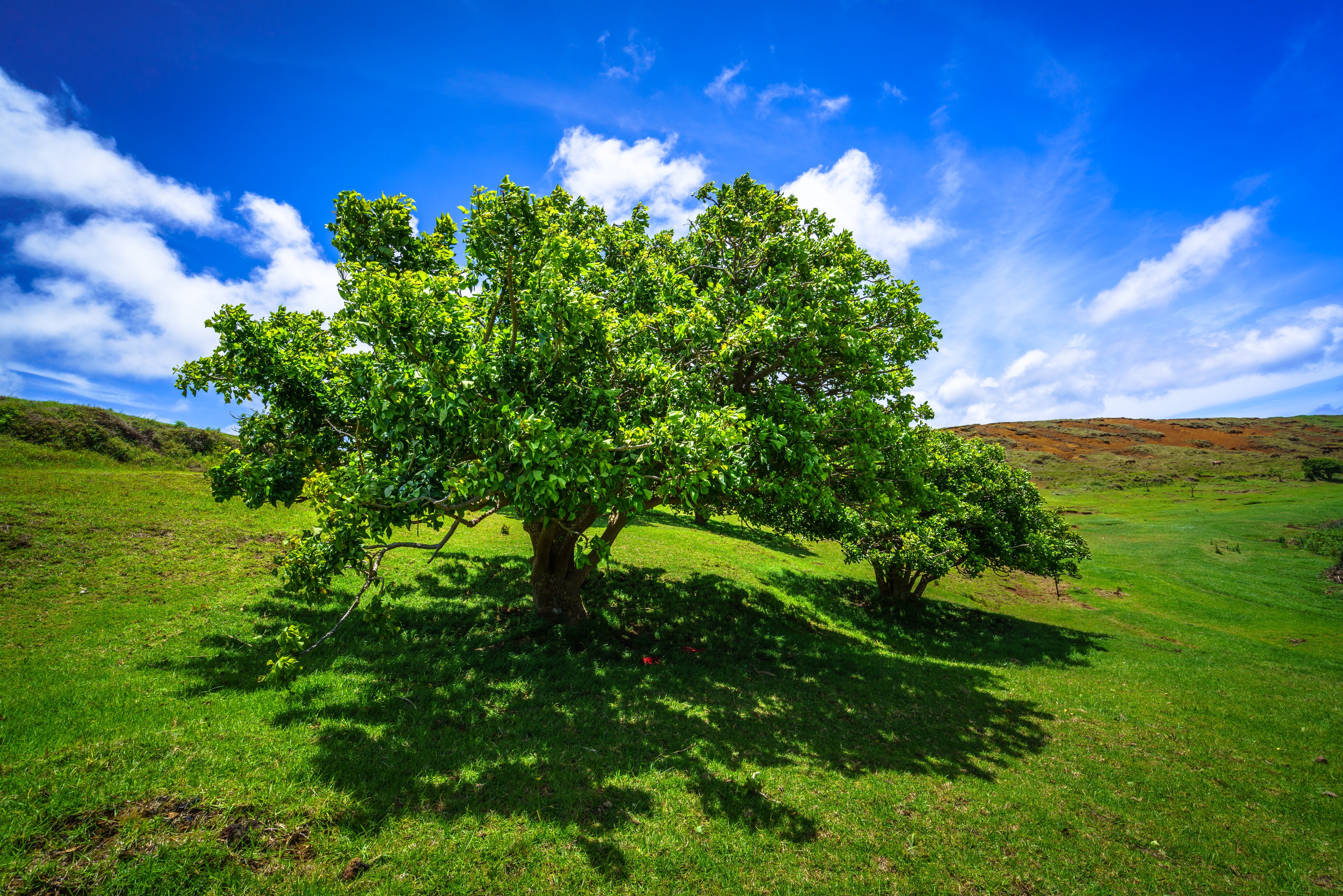 4K Ranu Raraku Easter Island Trees and Sky HD Wallpaper