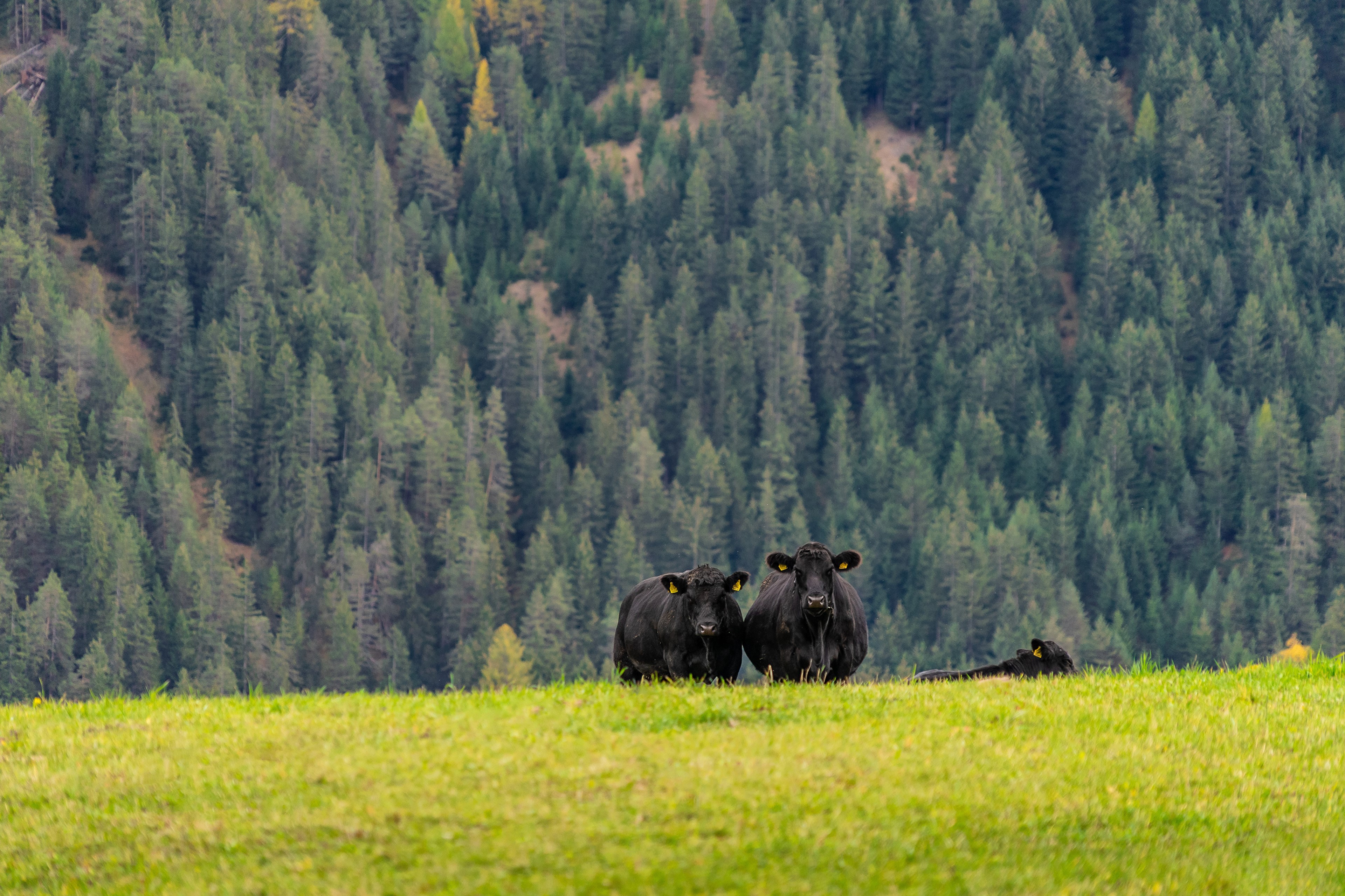 Black Cows in a Grassy Field with Forest Background HD Wallpaper