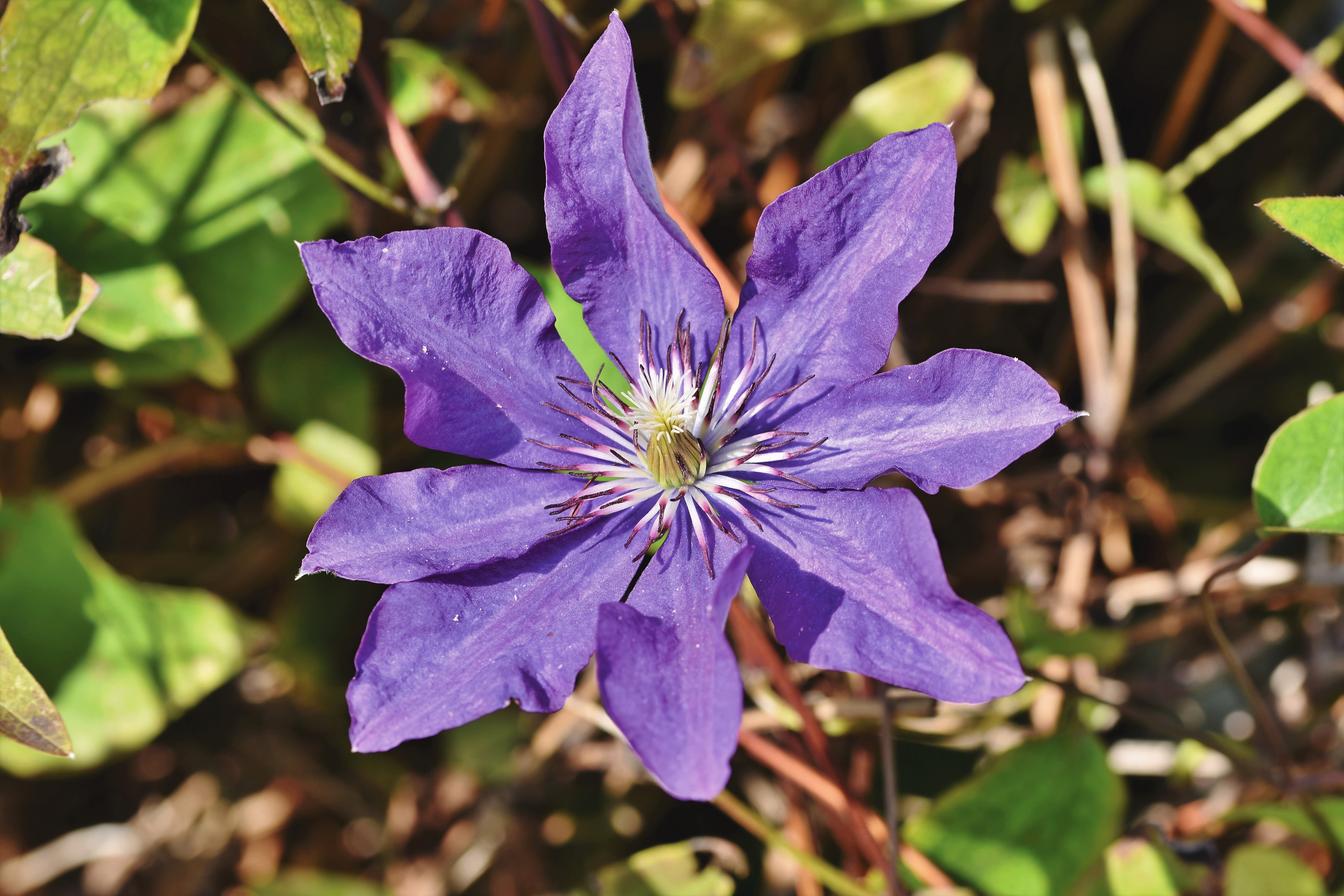 Purple Clematis Flower Closeup HD Wallpaper