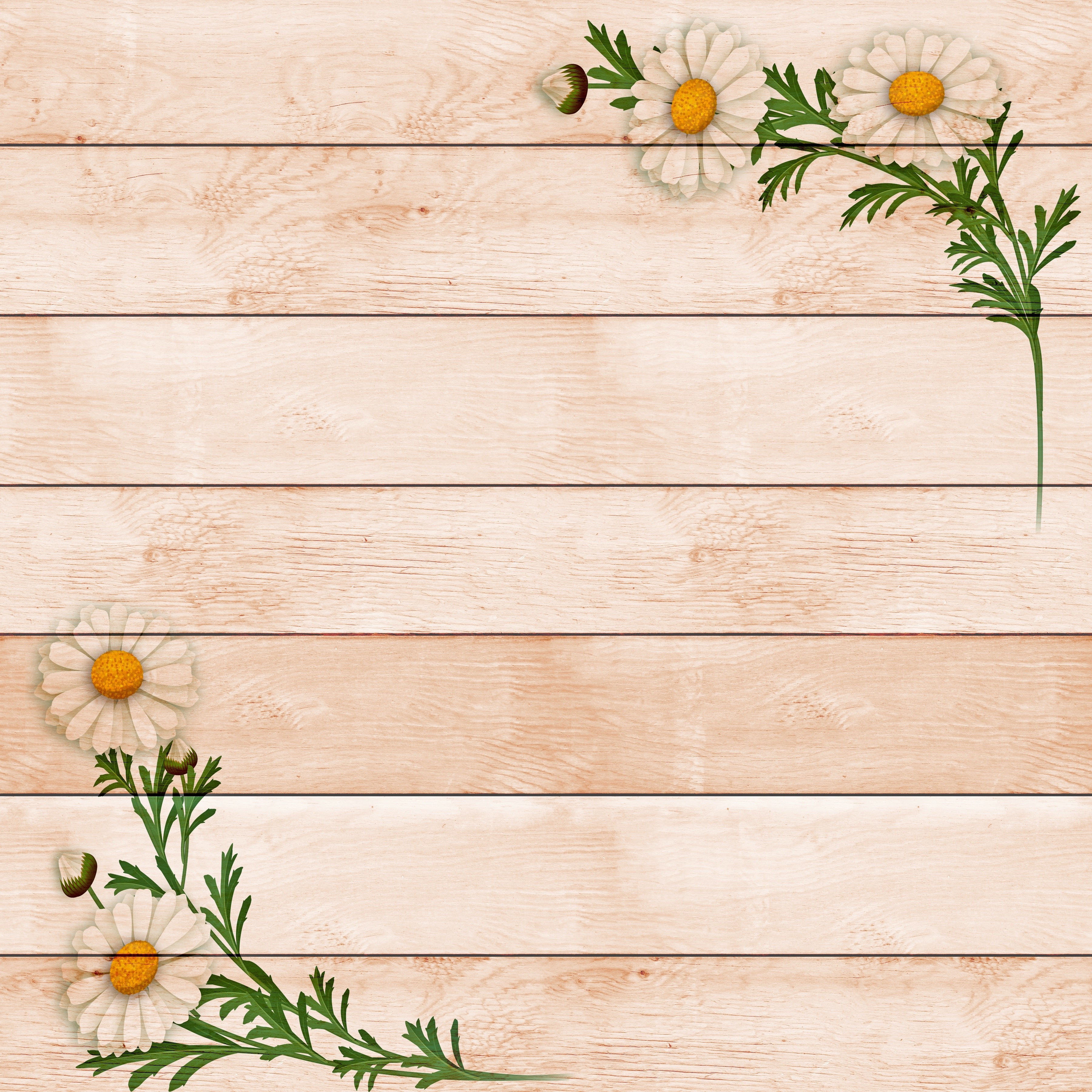 Chamomile flowers on a wooden plank background HD Wallpaper
