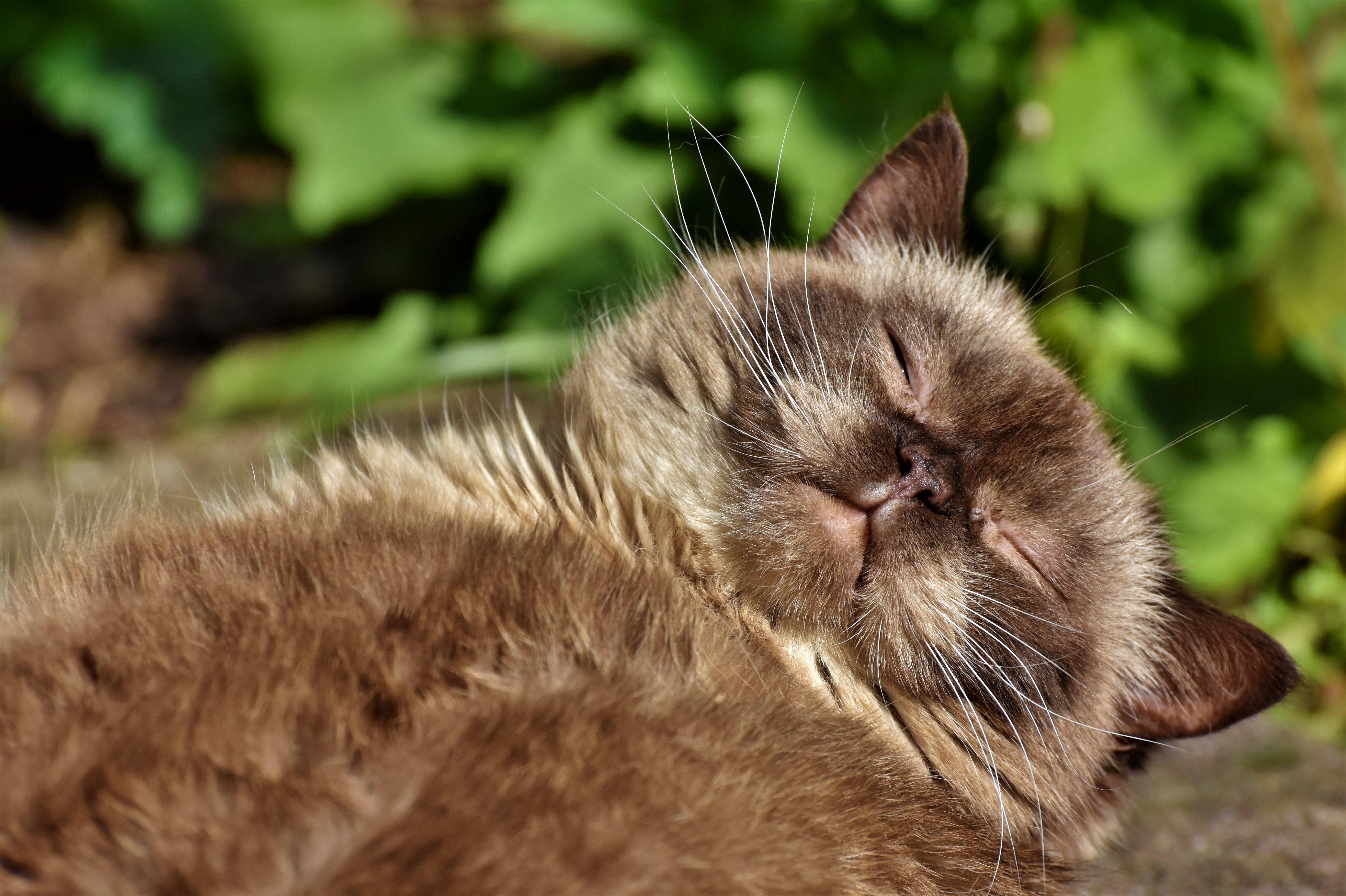 Fluffy cat lying down and sleeping HD Wallpaper