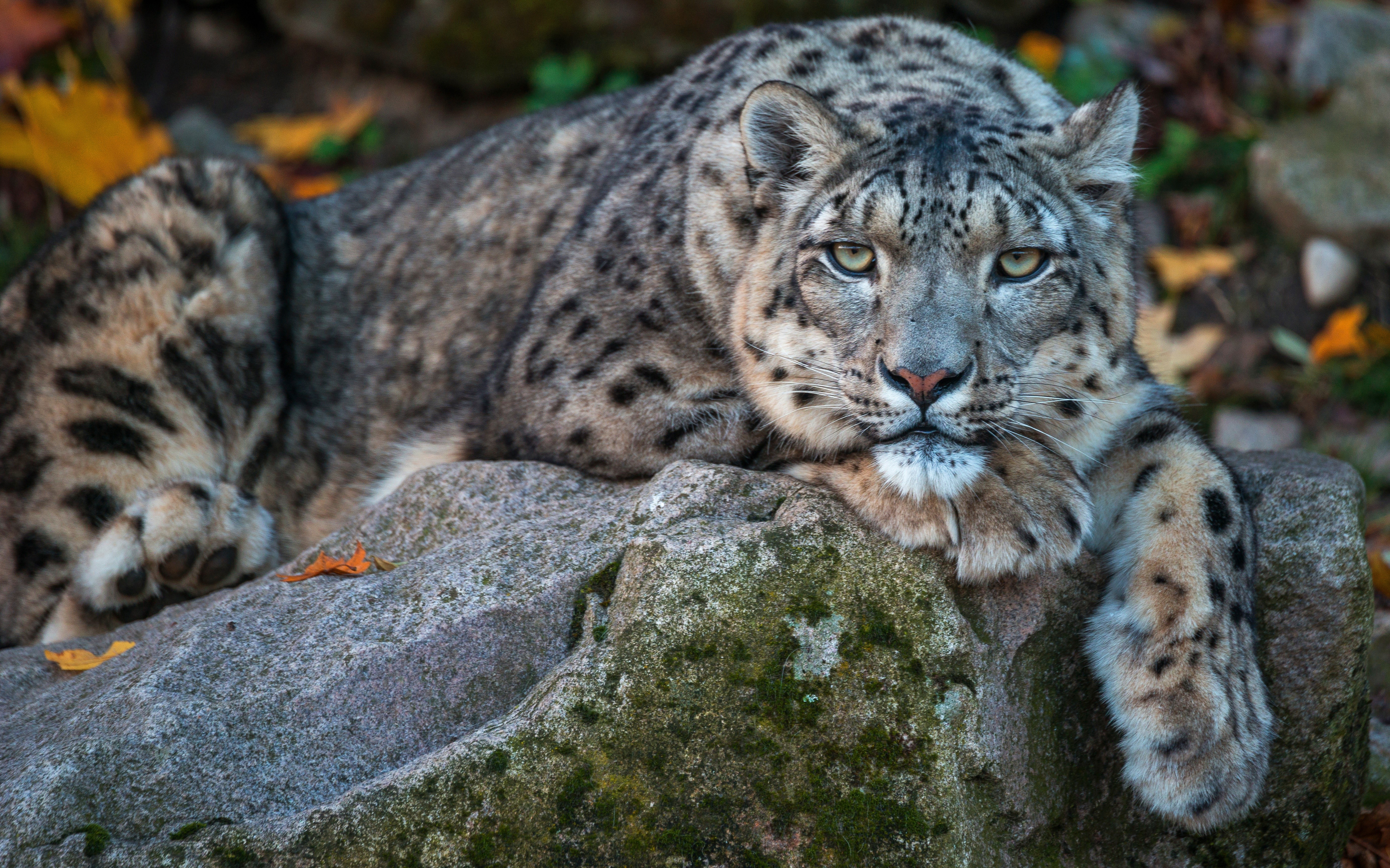 Snow leopard lying on rocks HD Wallpaper