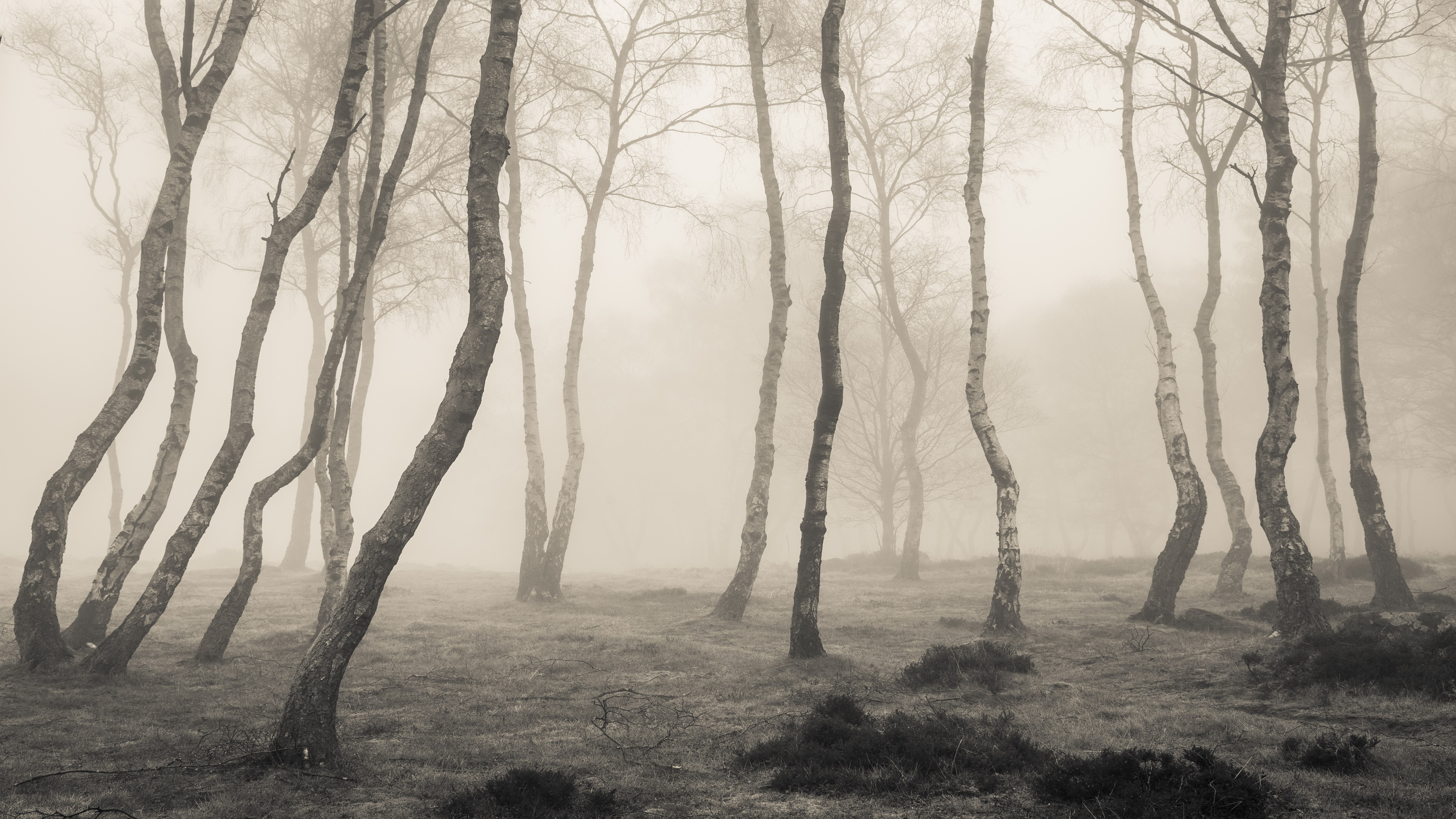 Bare trees in a foggy forest HD Wallpaper