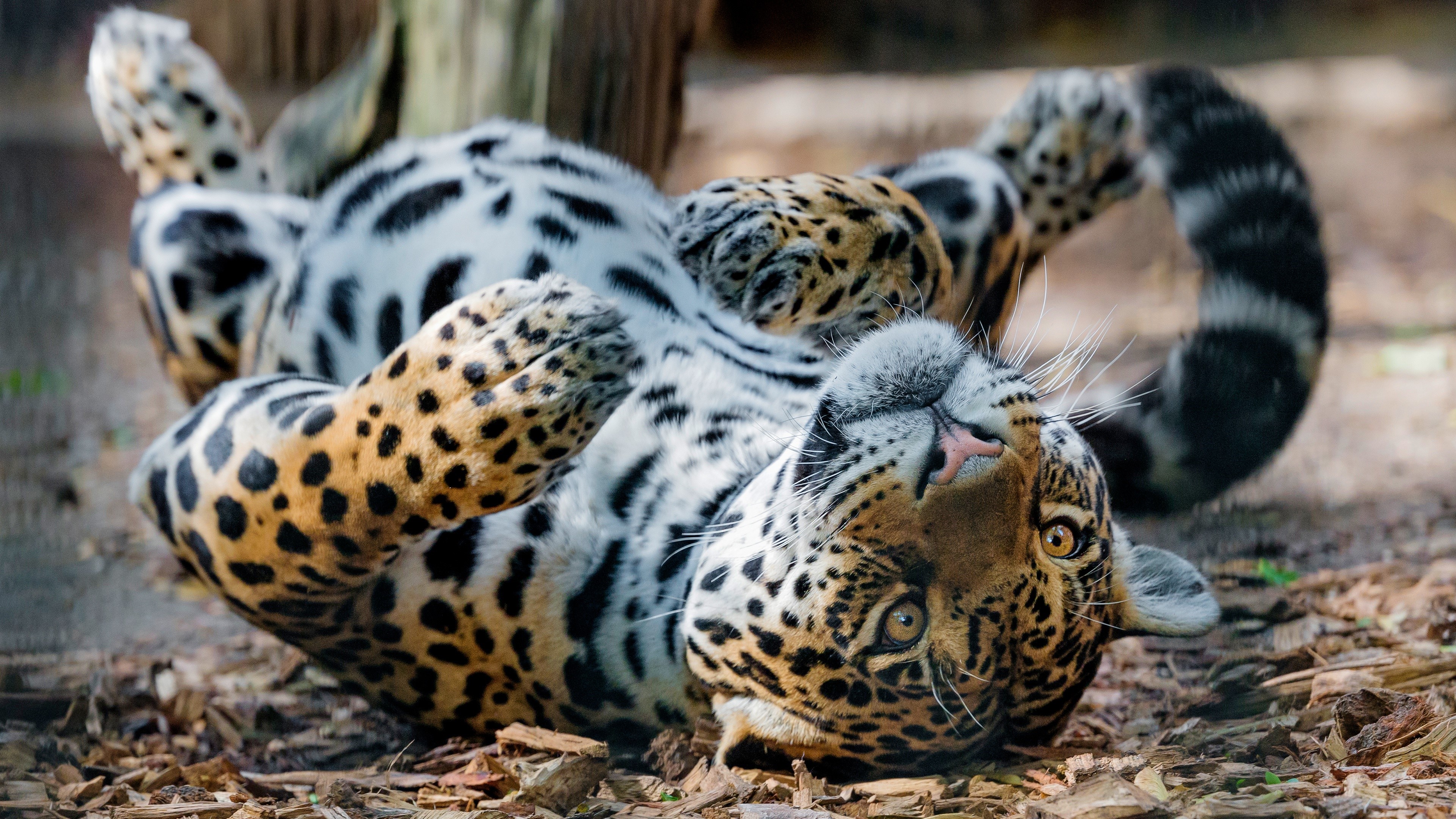 Jaguar lying on its back HD Wallpaper