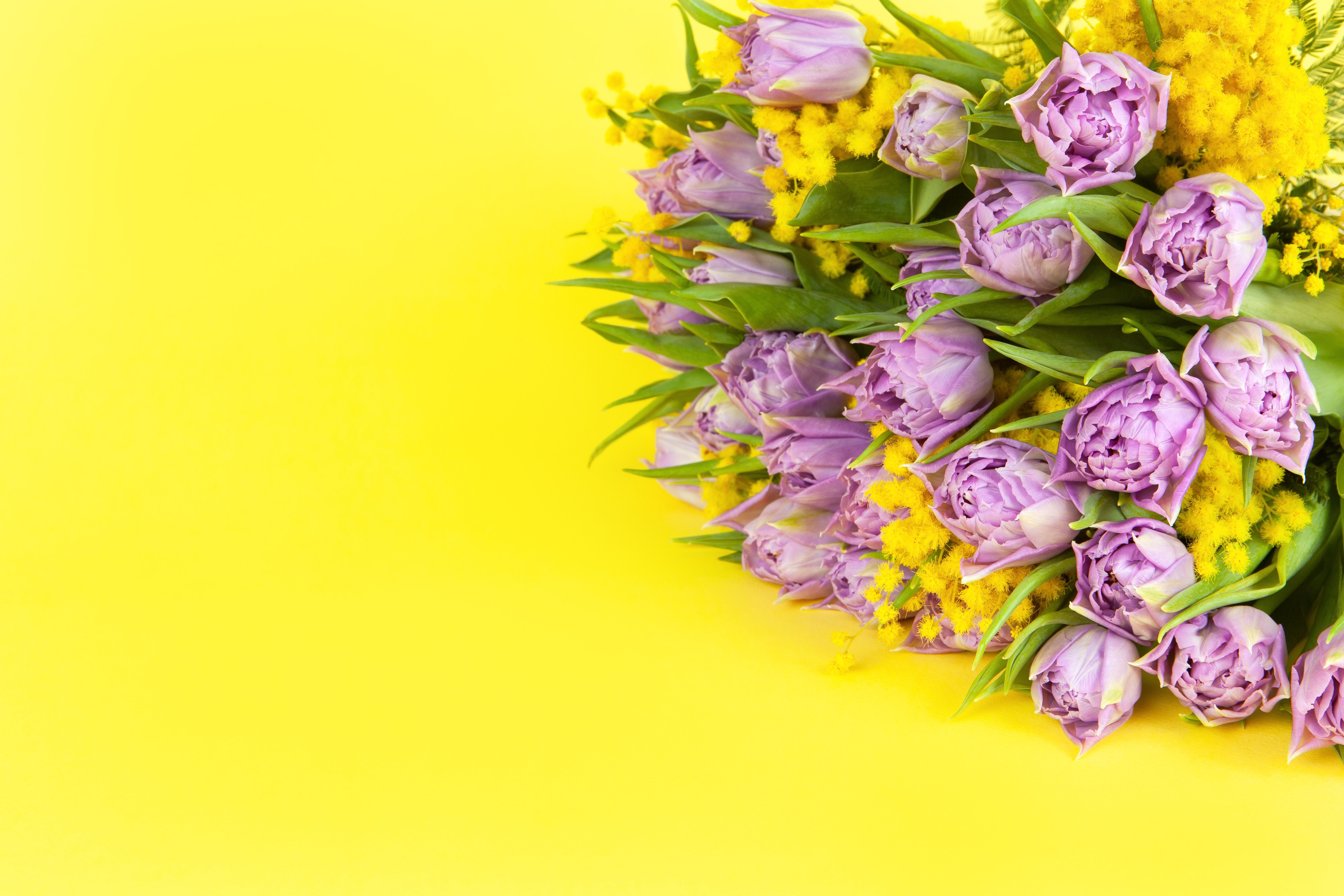 Bouquet of purple tulips and silver wattle on yellow background HD Wallpaper