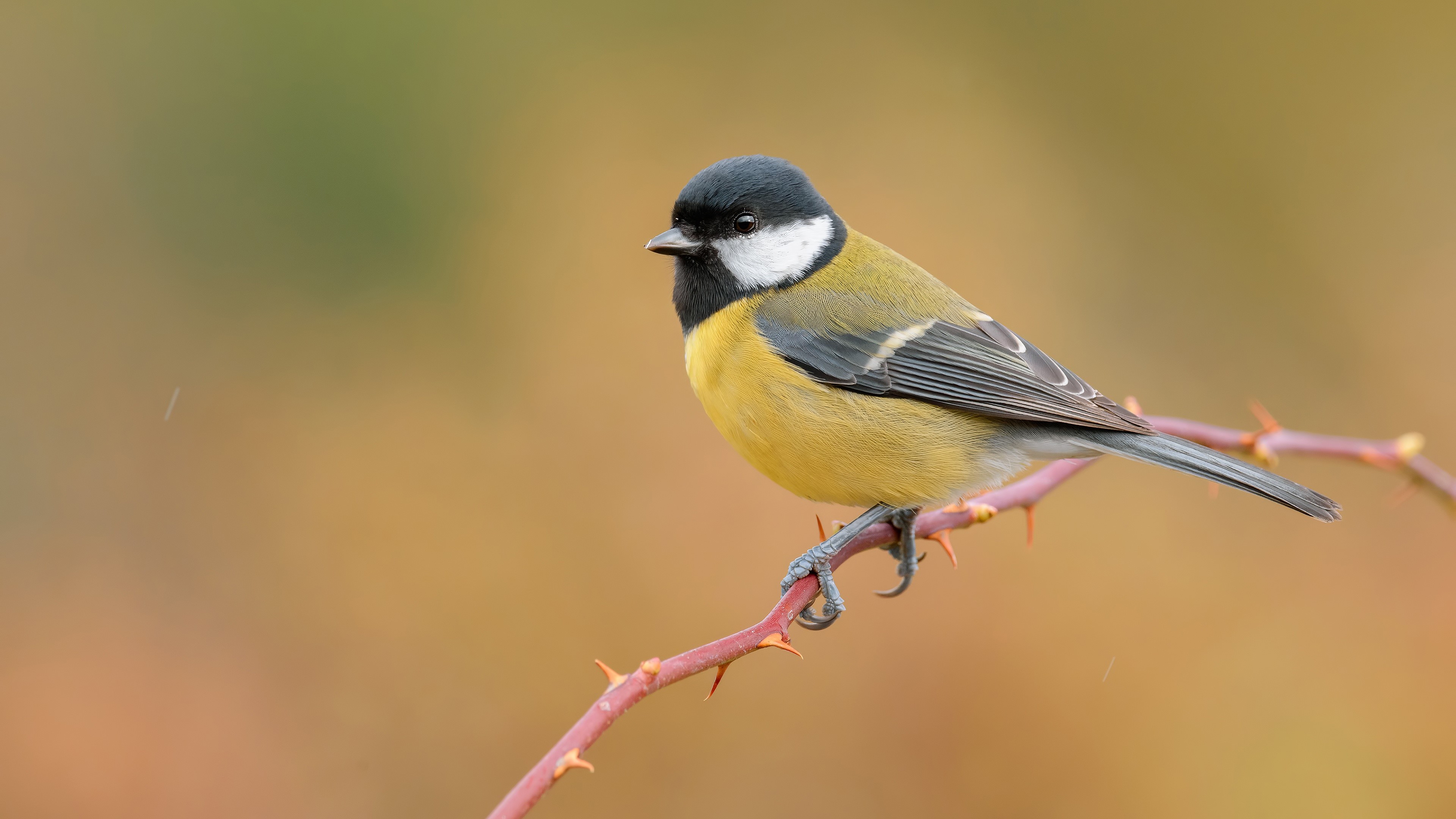 Great Tit bird on a thorny branch HD Wallpaper