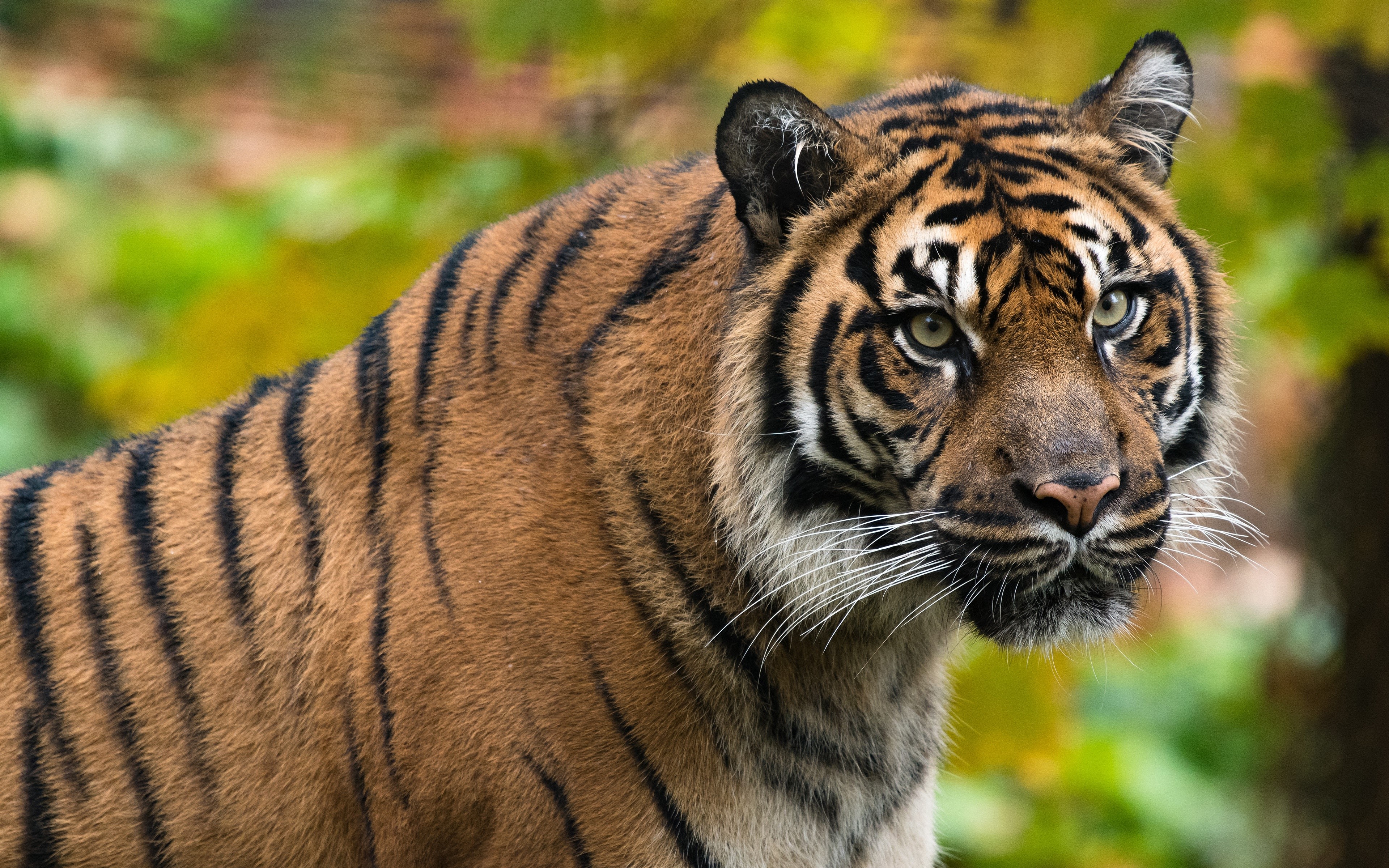 Tiger Head with Black Stripes HD Wallpaper