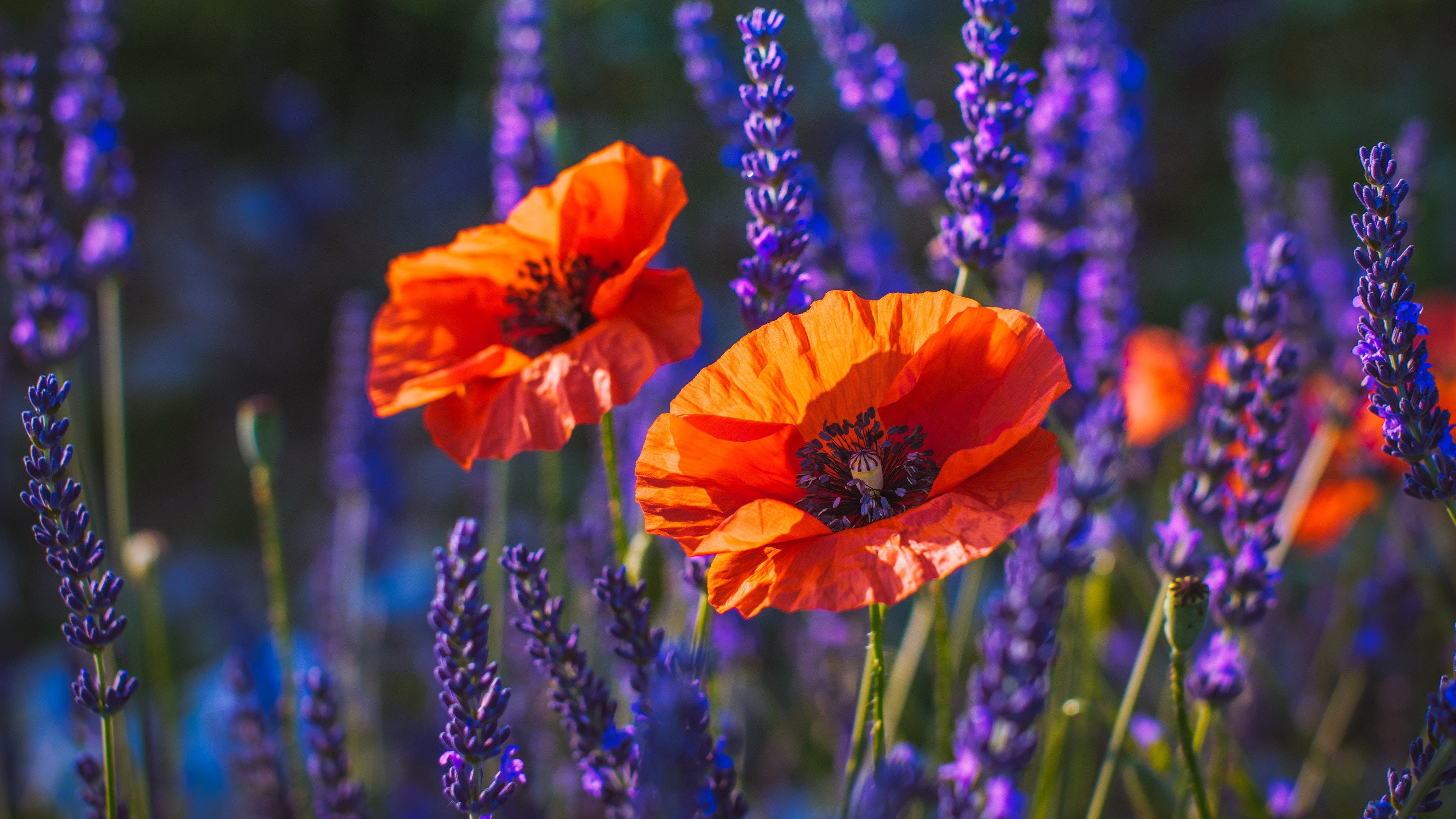 4K Poppies and Lavender Bokeh HD Wallpaper