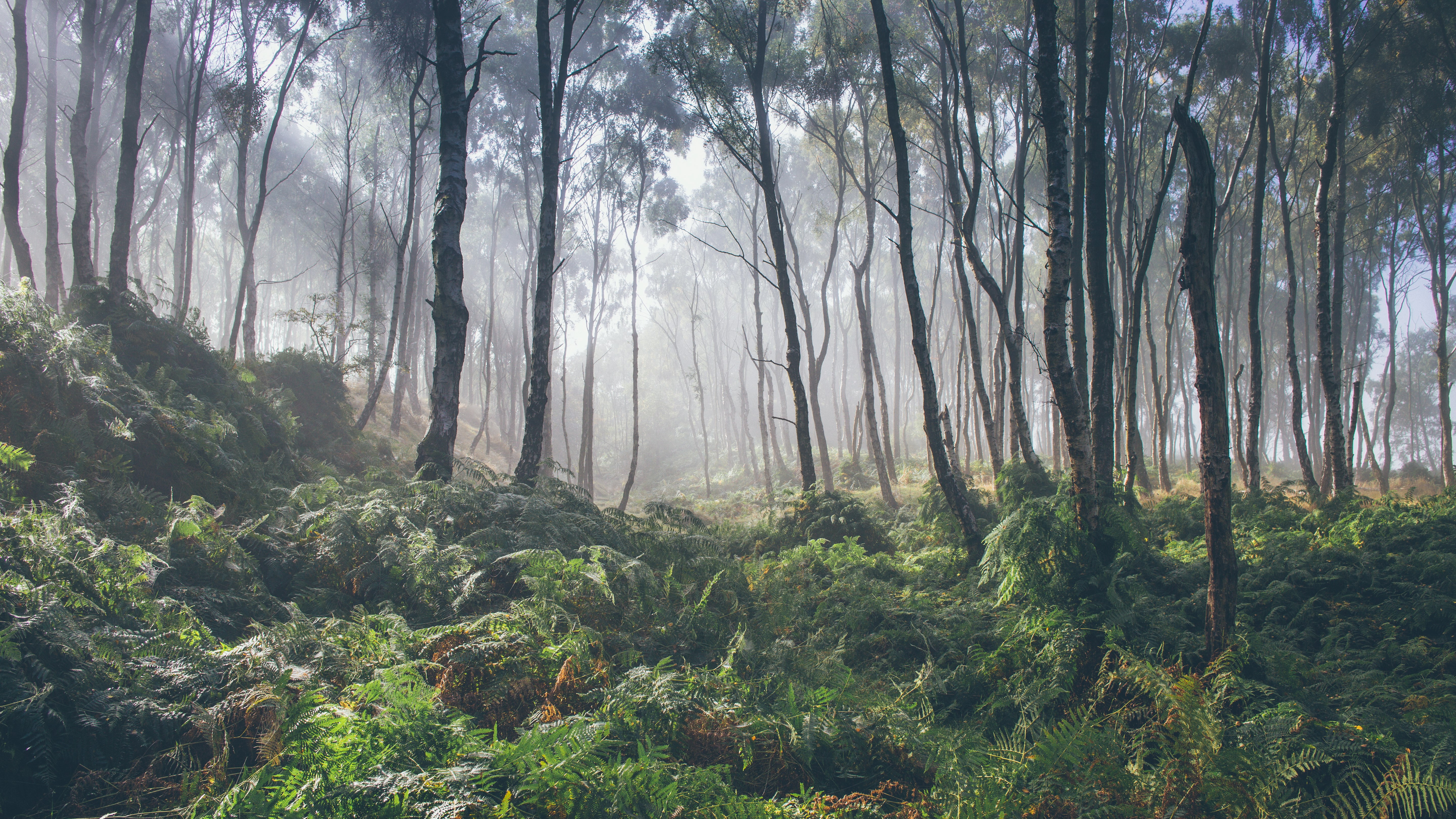 Misty forest with tall trees and ferns HD Wallpaper