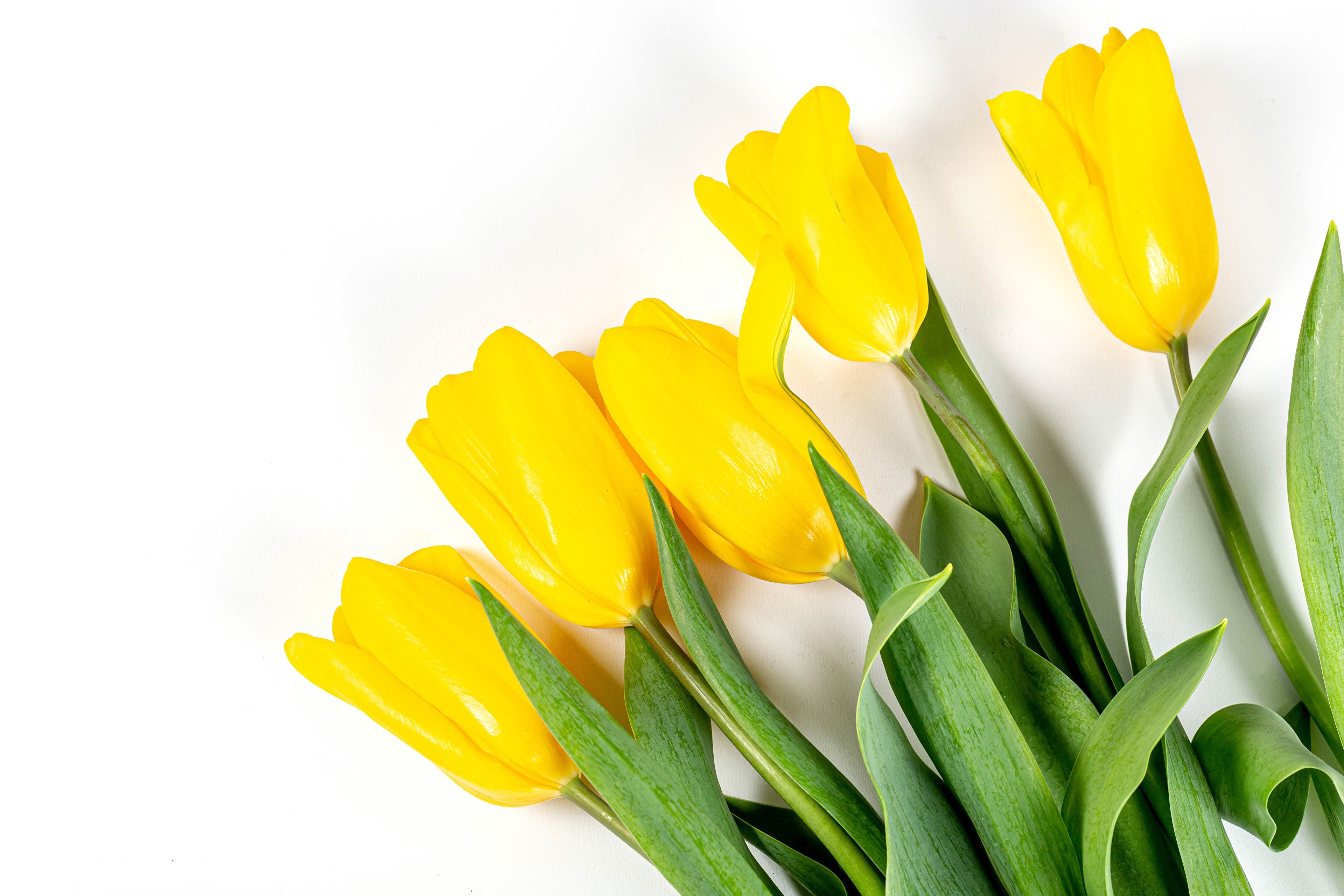 Yellow Tulips on White Background HD Wallpaper