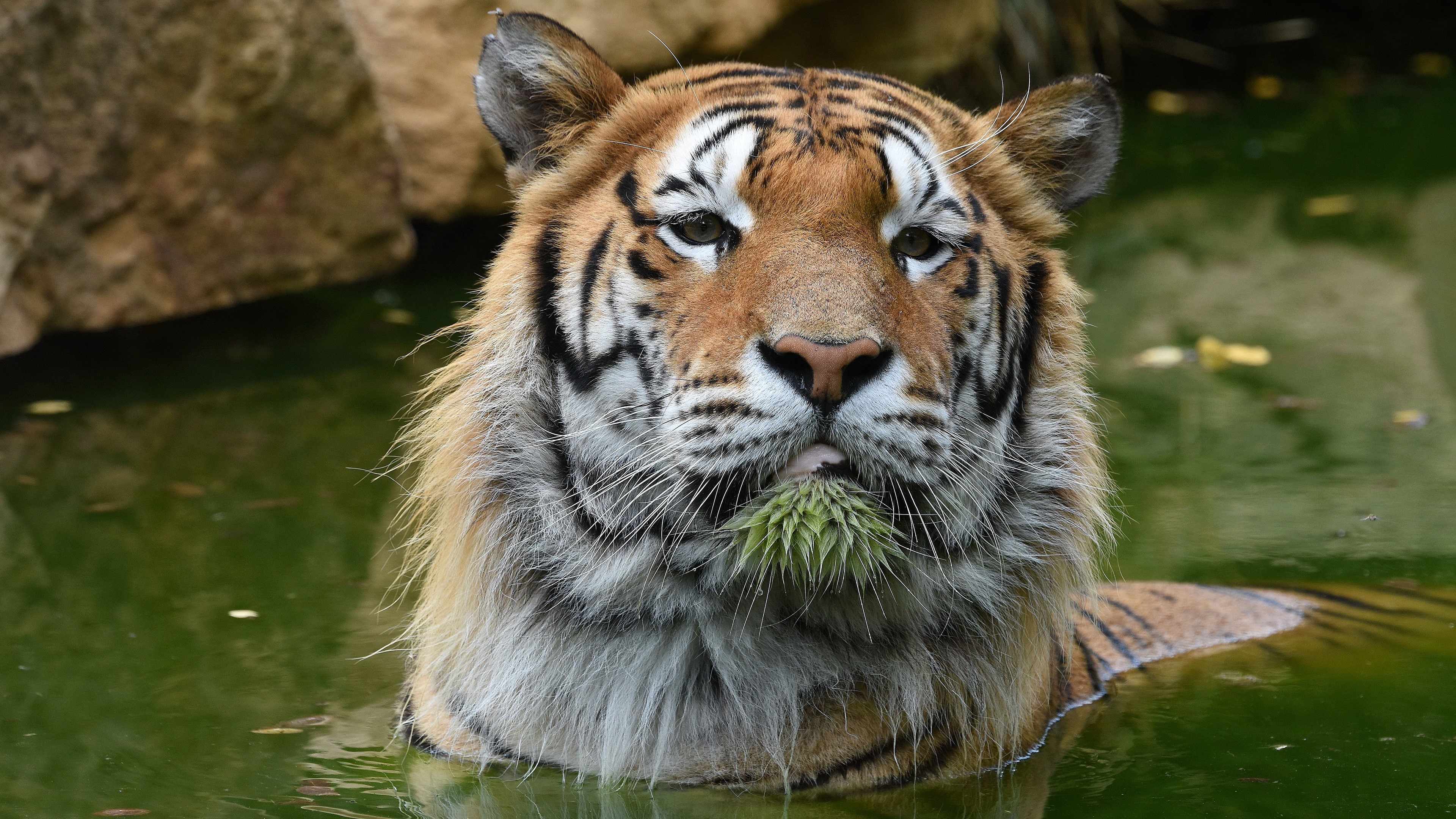 Tiger in water with green plant HD Wallpaper